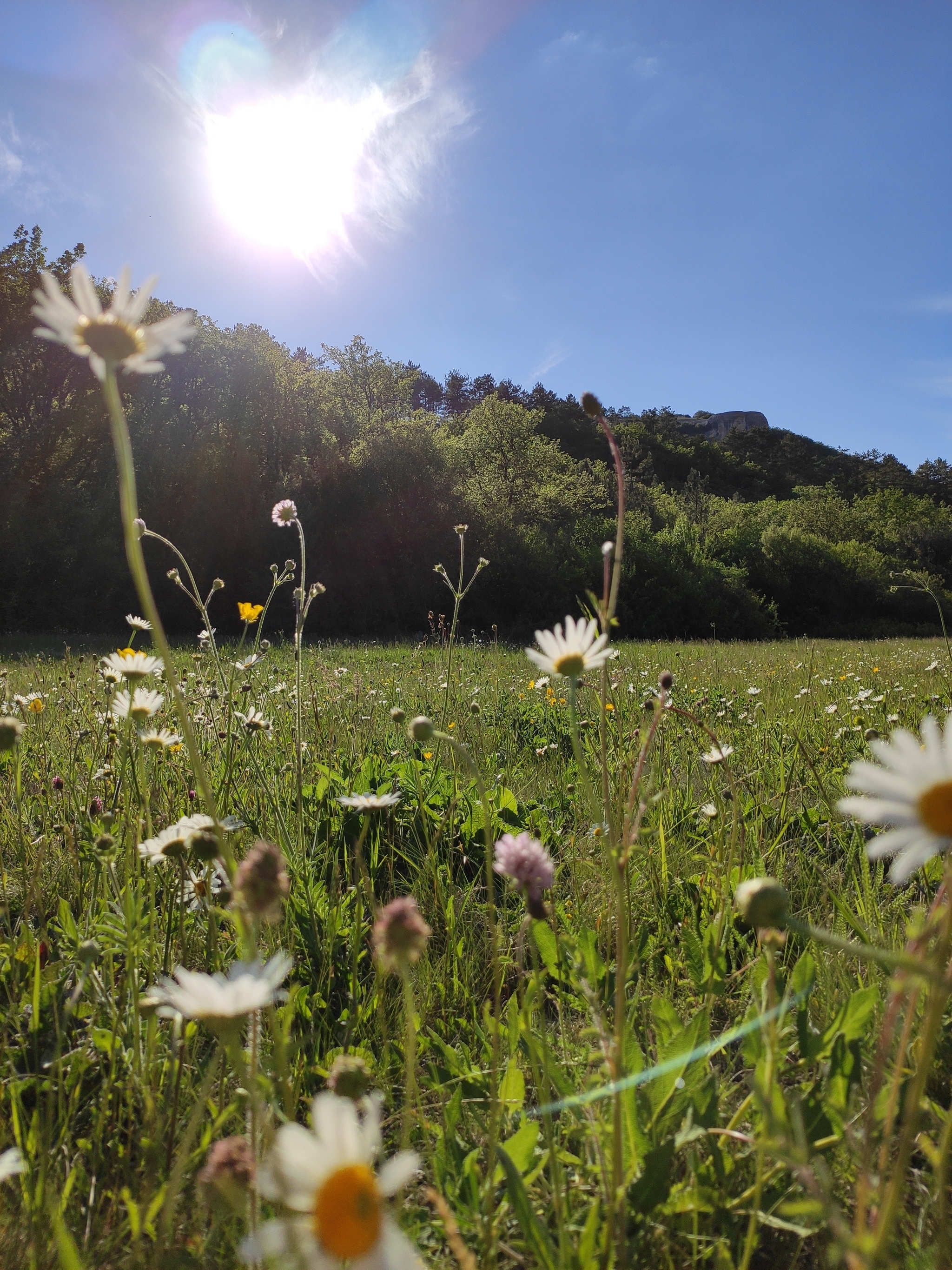 Summer - My, Summer, Chamomile, Crimea, My world, Nature, The photo