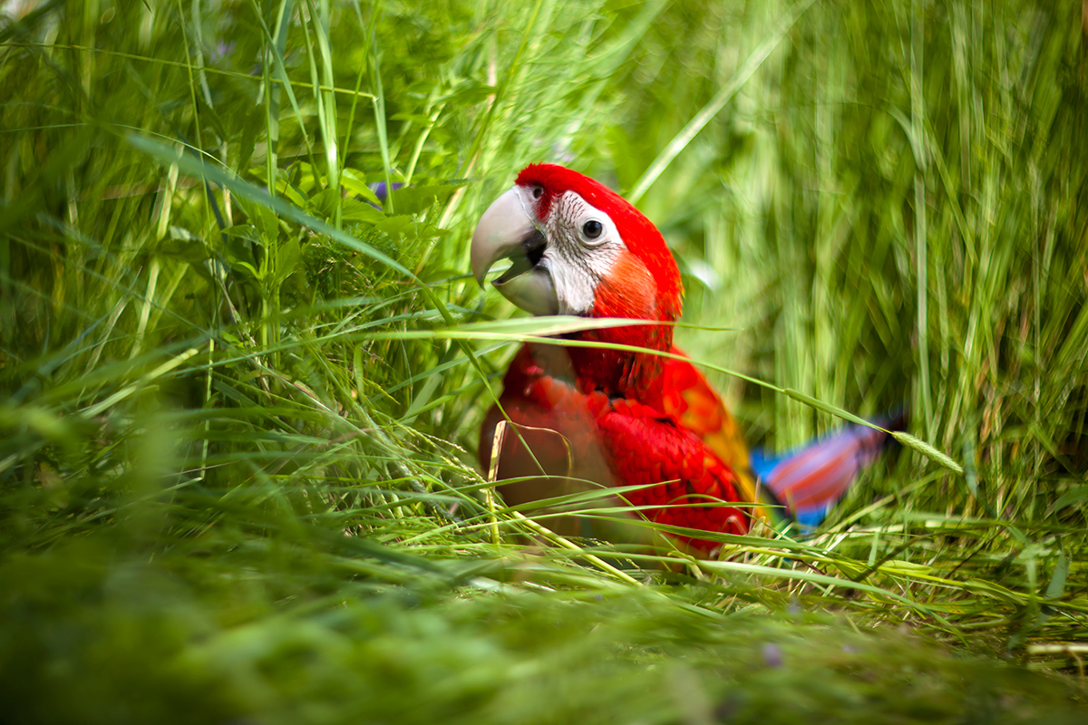 Walking with parrots - My, A parrot, Macaw parrots, Jaco, Longpost