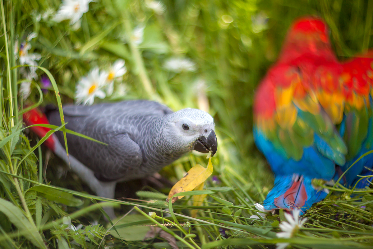 Walking with parrots - My, A parrot, Macaw parrots, Jaco, Longpost