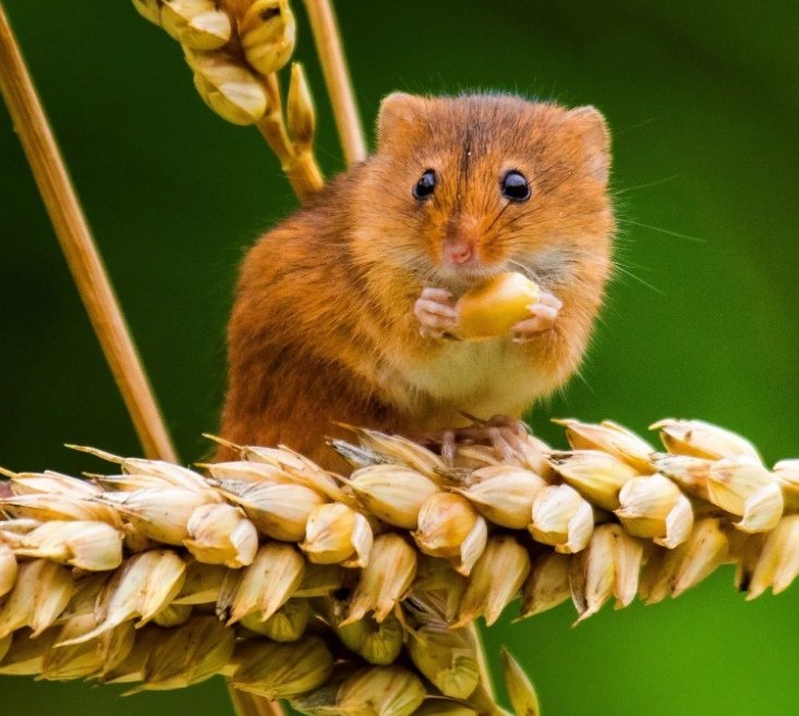 Field mice can be cute too) - Field mouse, Milota, Longpost