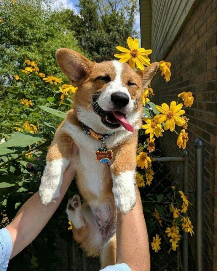 Summer is the season of irresponsibility - Summer, Mood, Milota, The photo, Dog, Flowers, Corgi, Positive