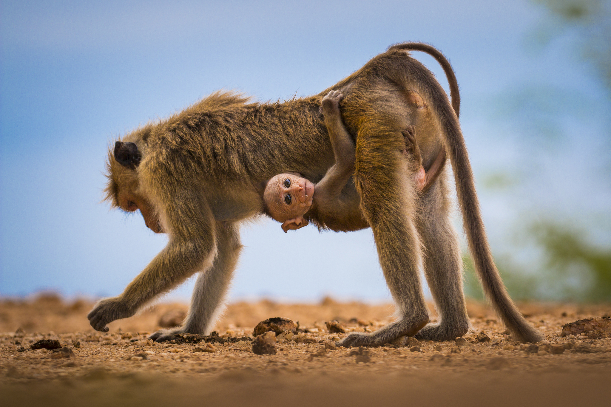 Got hooked - Toque, Ceylon, Sri Lanka, Monkey, Nature, Young, The photo, Wild animals