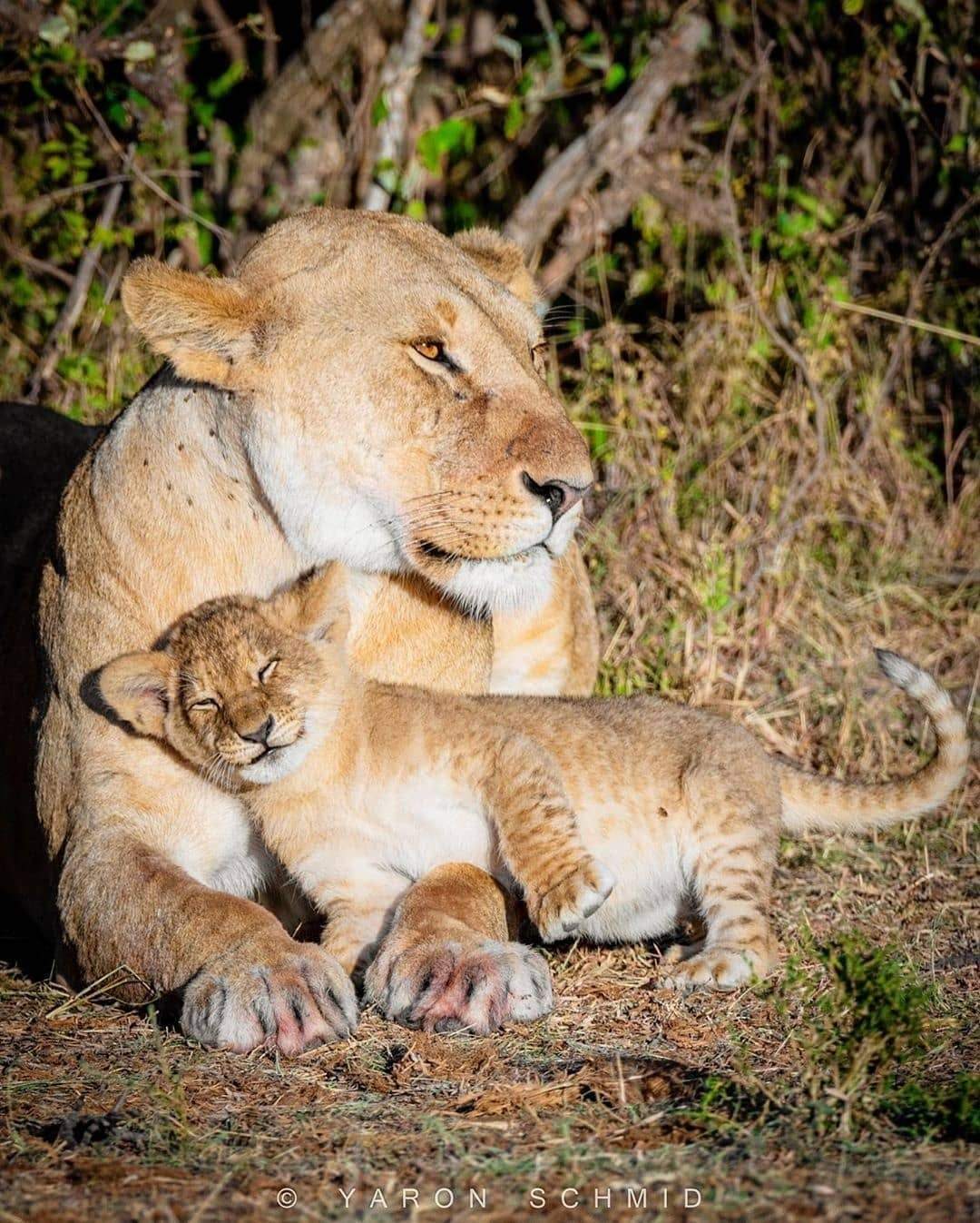 F - photogenic! - Lioness, Lion cubs, Photogenic, Longpost, Wild animals, The photo, Big cats