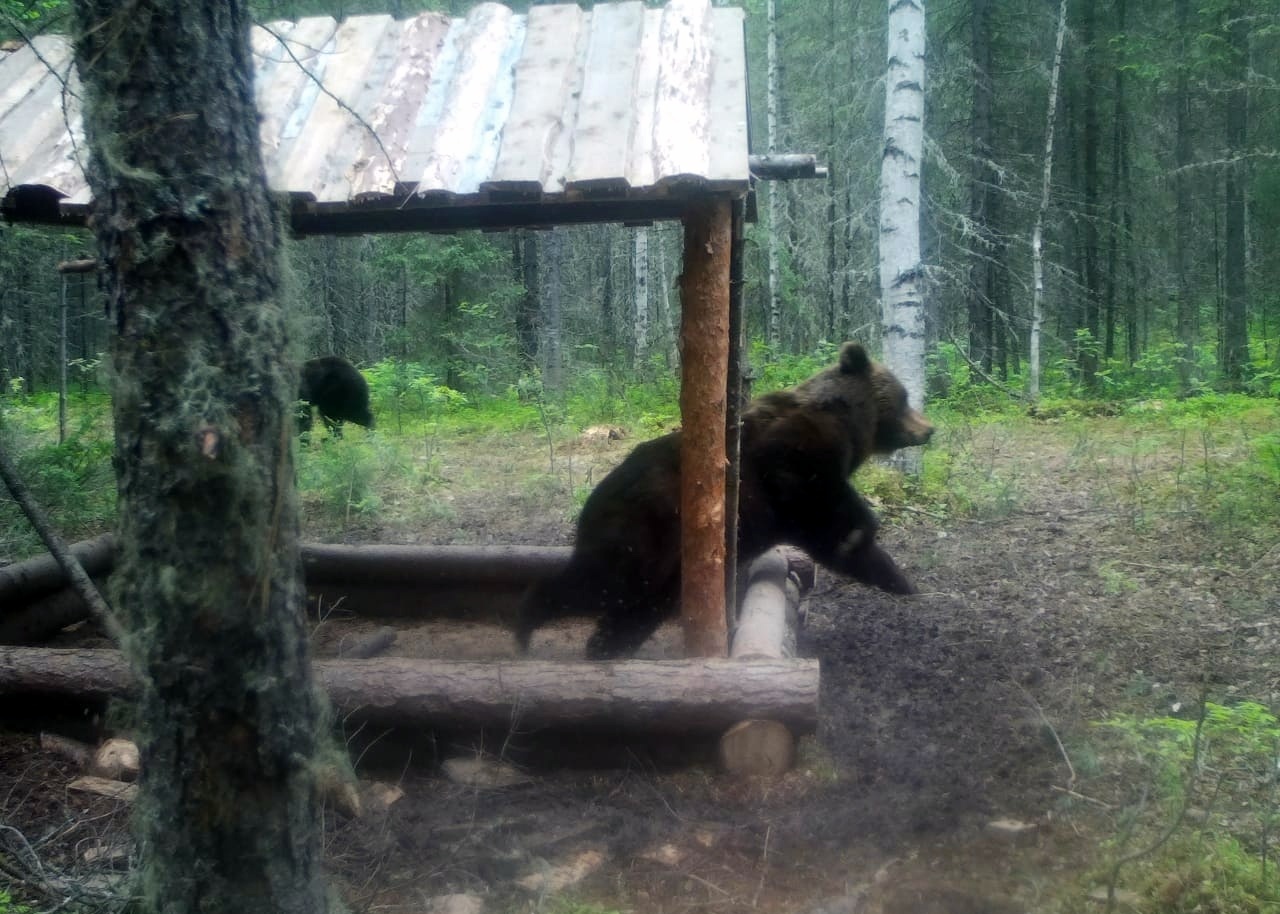 ..но пришли медведи - Моё, Медведи, Природа, Дикие животные, Длиннопост