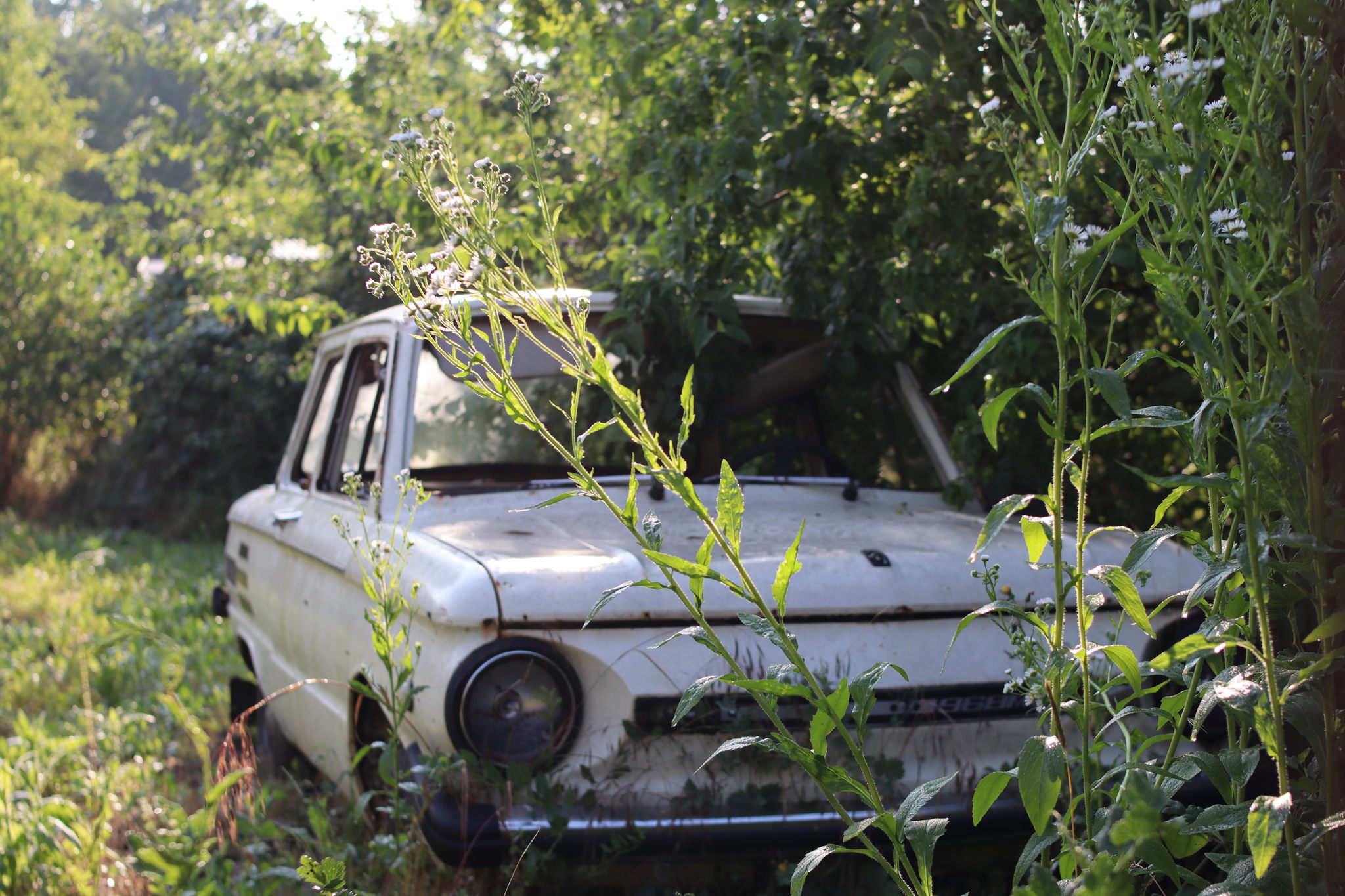 Oblivion of Zaporozhets - My, Zaporozhets, The photo