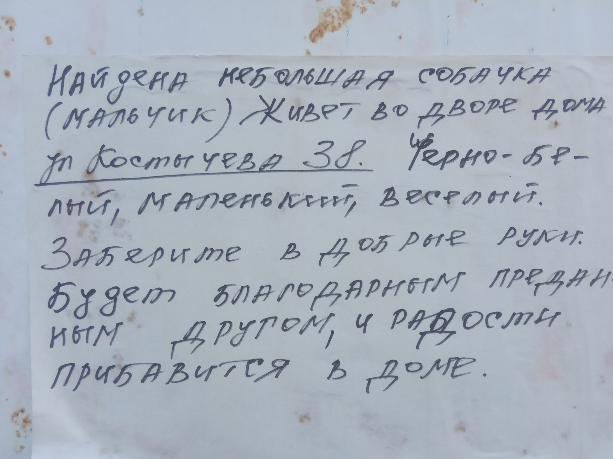 Нашлась собака! Объявление на улица Станиславского, пересечение со Степной  | Пикабу