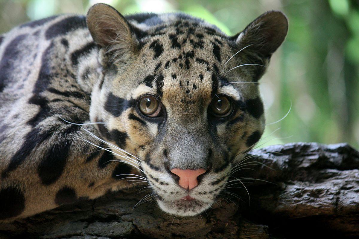 Clouded leopard - Nature, Animals, Clouded leopard, Cat family, Big cats