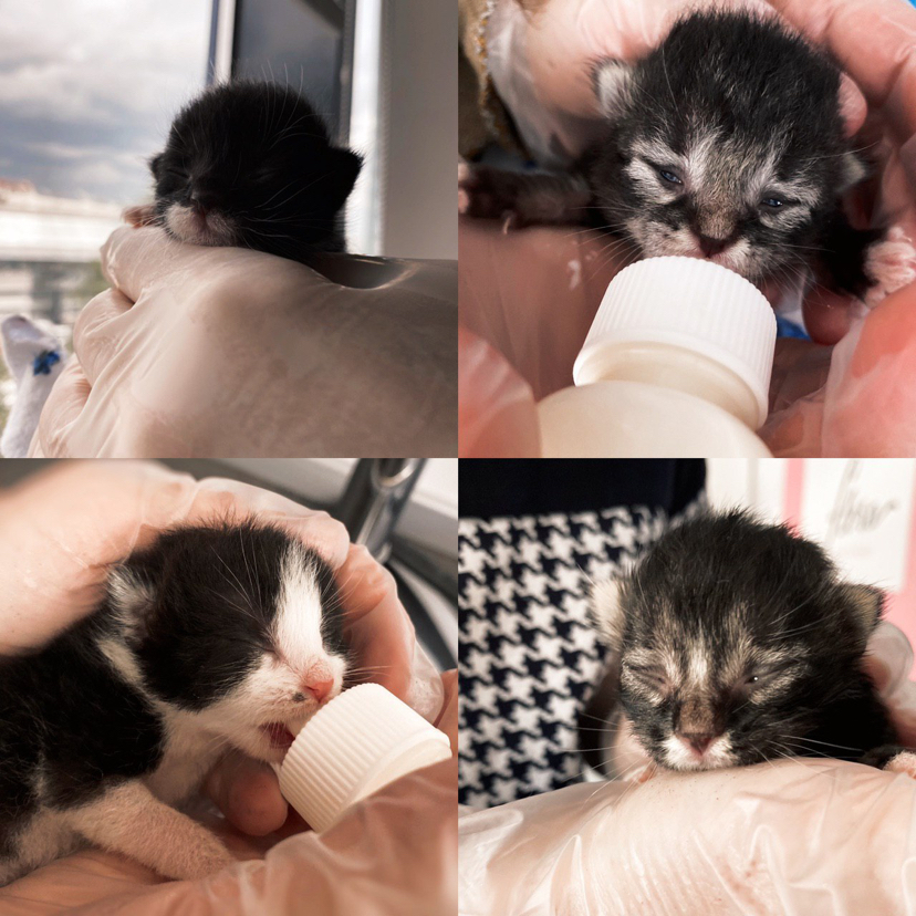 Kittens need a home. Not for the sake of advantages - Kittens, Shelter, Help, Longpost, cat, No rating, Saint Petersburg, In good hands