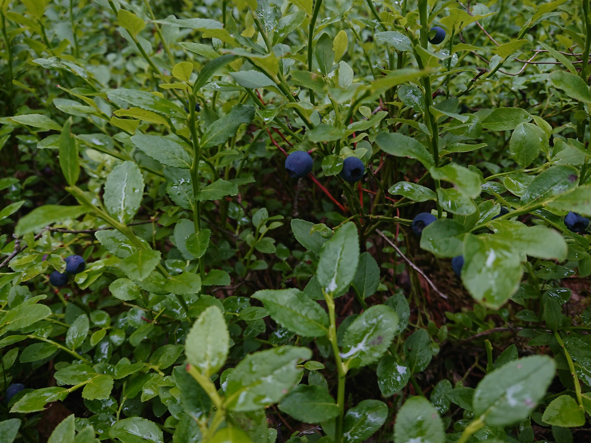 Finally there is a holiday on our street - My, Mushrooms, Chanterelles, Thyme, Blueberry, beauty, Longpost