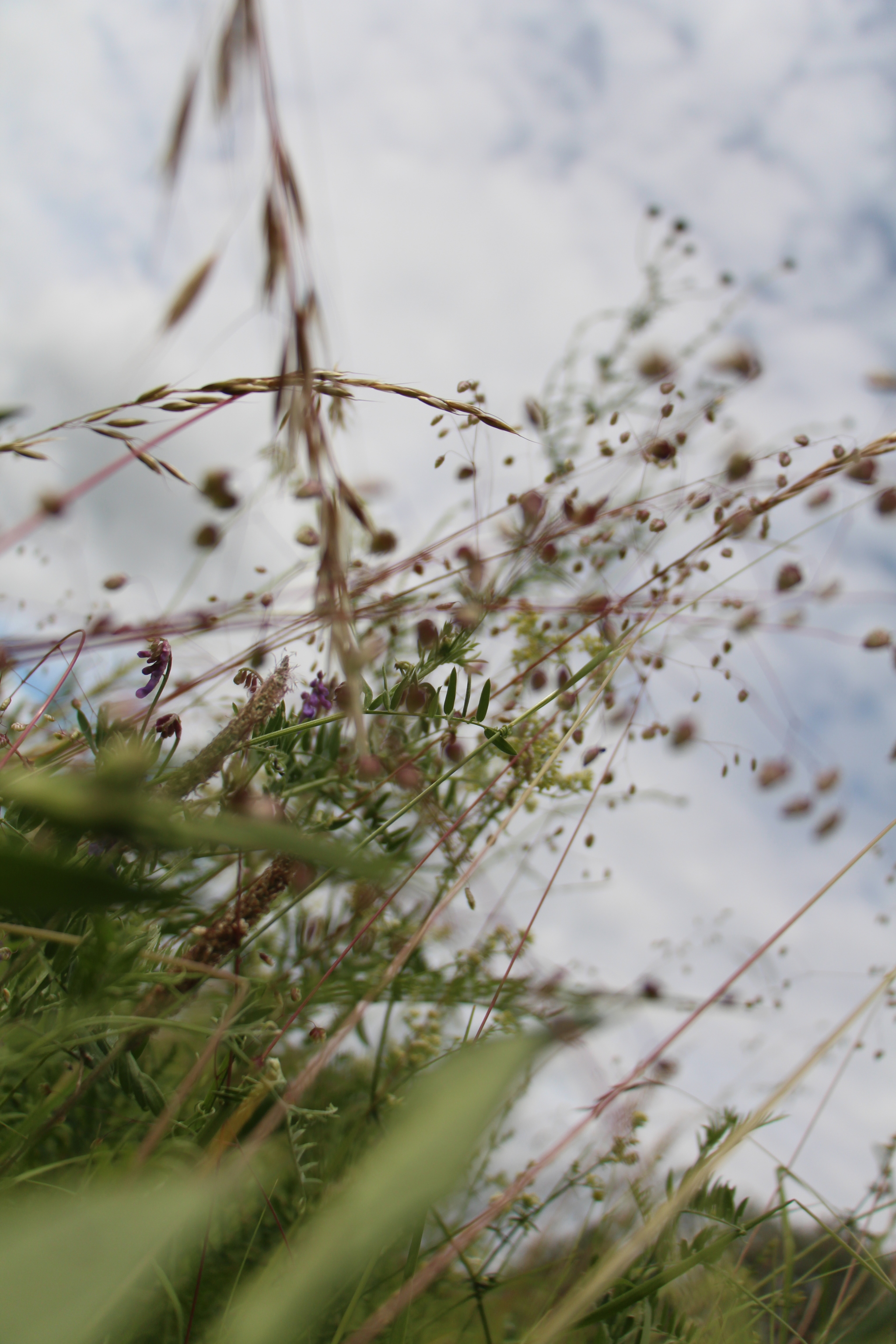 Flowers. The view is not from there - My, The photo, Wildflowers, Experiment, Longpost