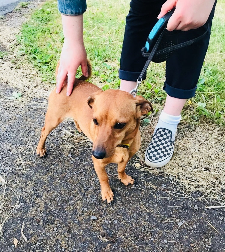 Old lady Chikha and young dog Krosh are looking for their home. Small refuse dogs. St. Petersburg and Leningrad region - My, Dog, In good hands, Saint Petersburg, Leningrad region, Kindness, No rating, Longpost