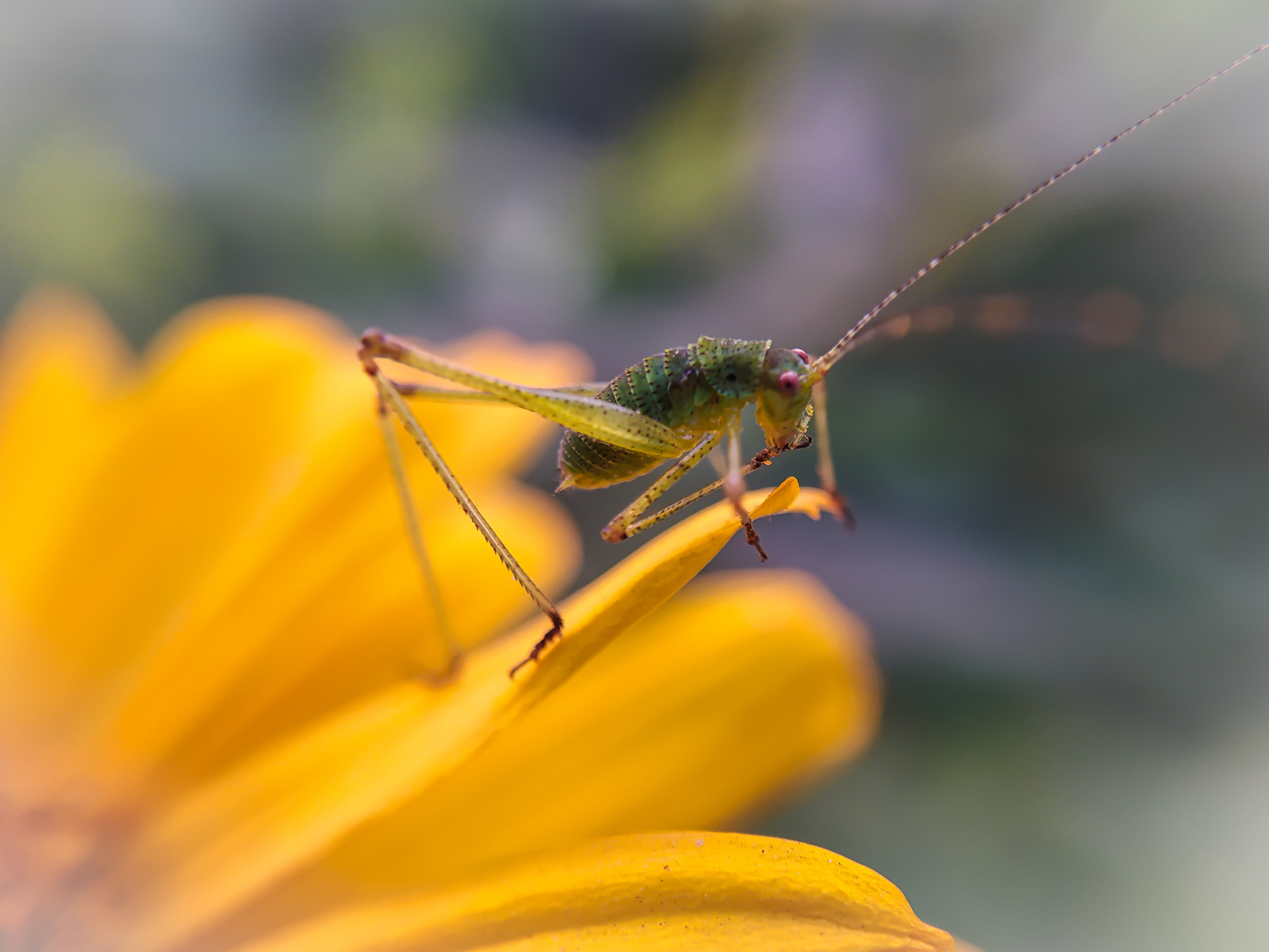 He was green... - My, Beginning photographer, Mobile photography, Xiaomi, Grasshopper, Macro photography