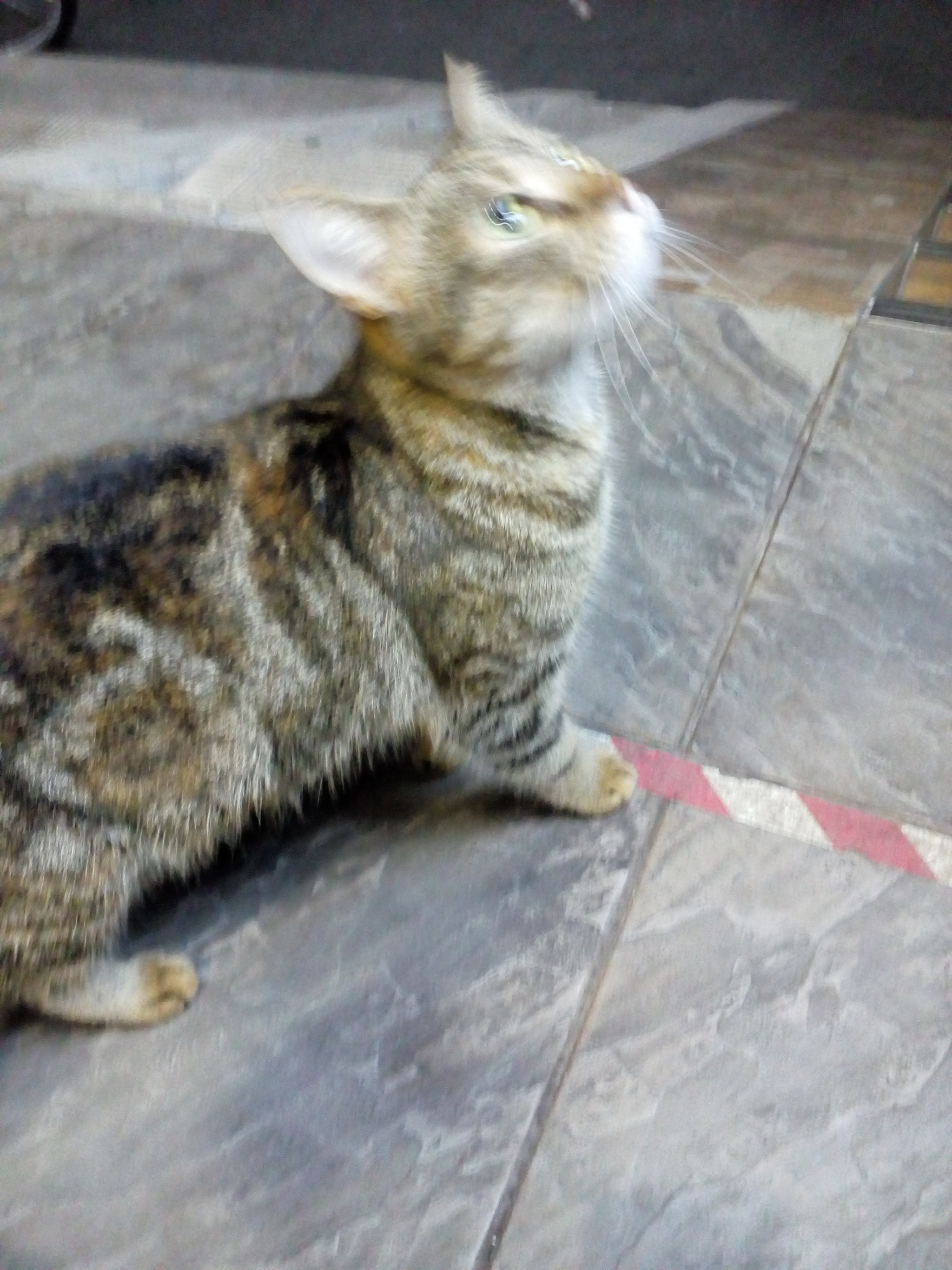 The cat was found in Chertanovo. Whose? - My, Lost, cat, No rating, Longpost, Found a cat, Moscow, Chertanovo