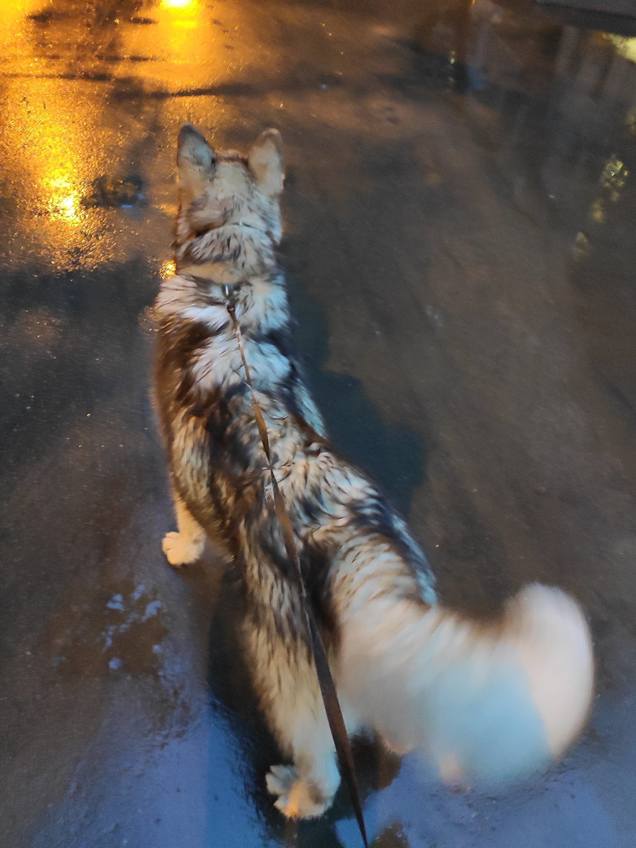 UPD dog found and returned to owner - Dog, Lost, Husky, Laika, No rating, Longpost, Troitsk