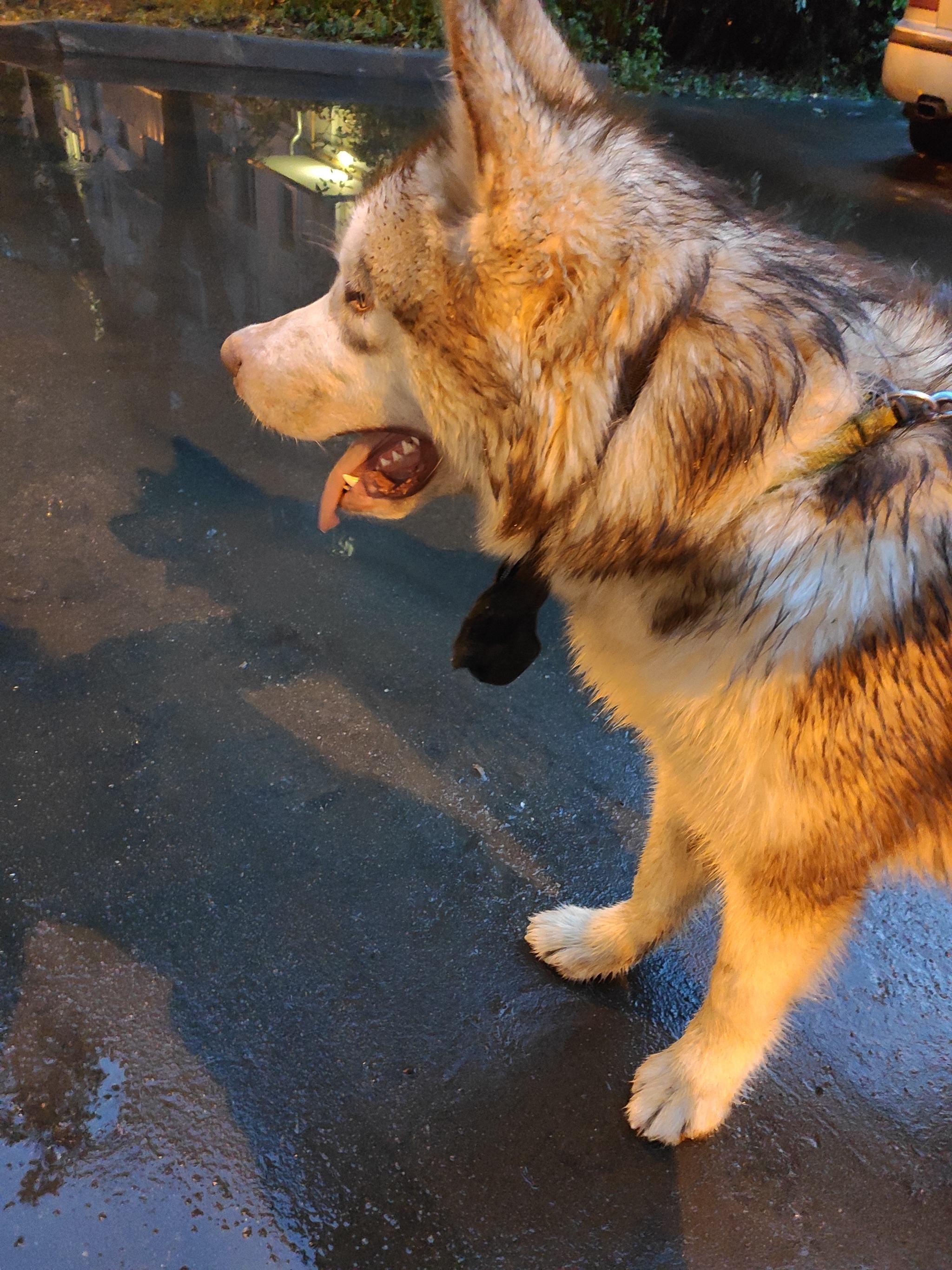 UPD dog found and returned to owner - Dog, Lost, Husky, Laika, No rating, Longpost, Troitsk