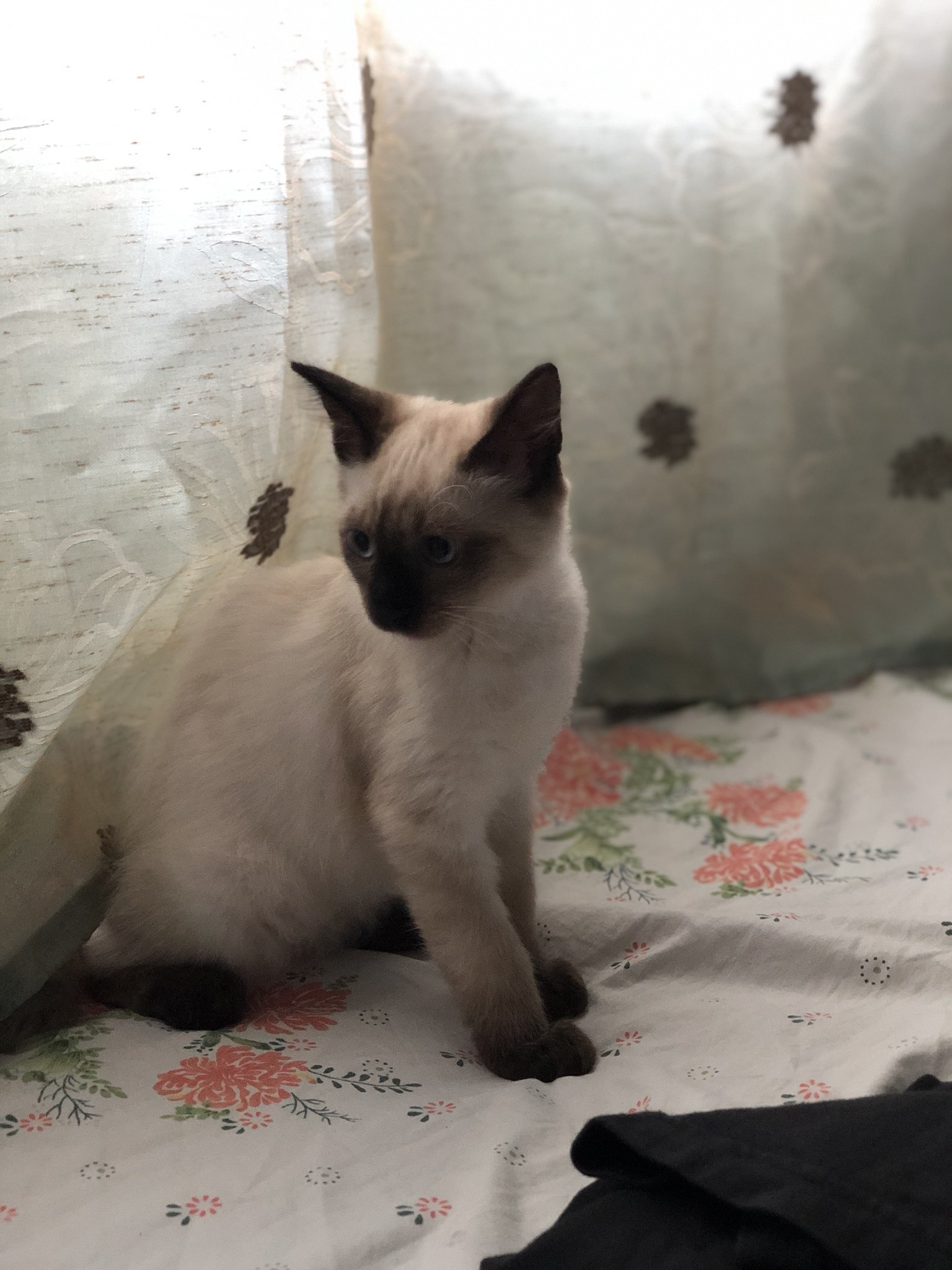 Kitty is growing 3 - My, cat, Siamese cat, Longpost