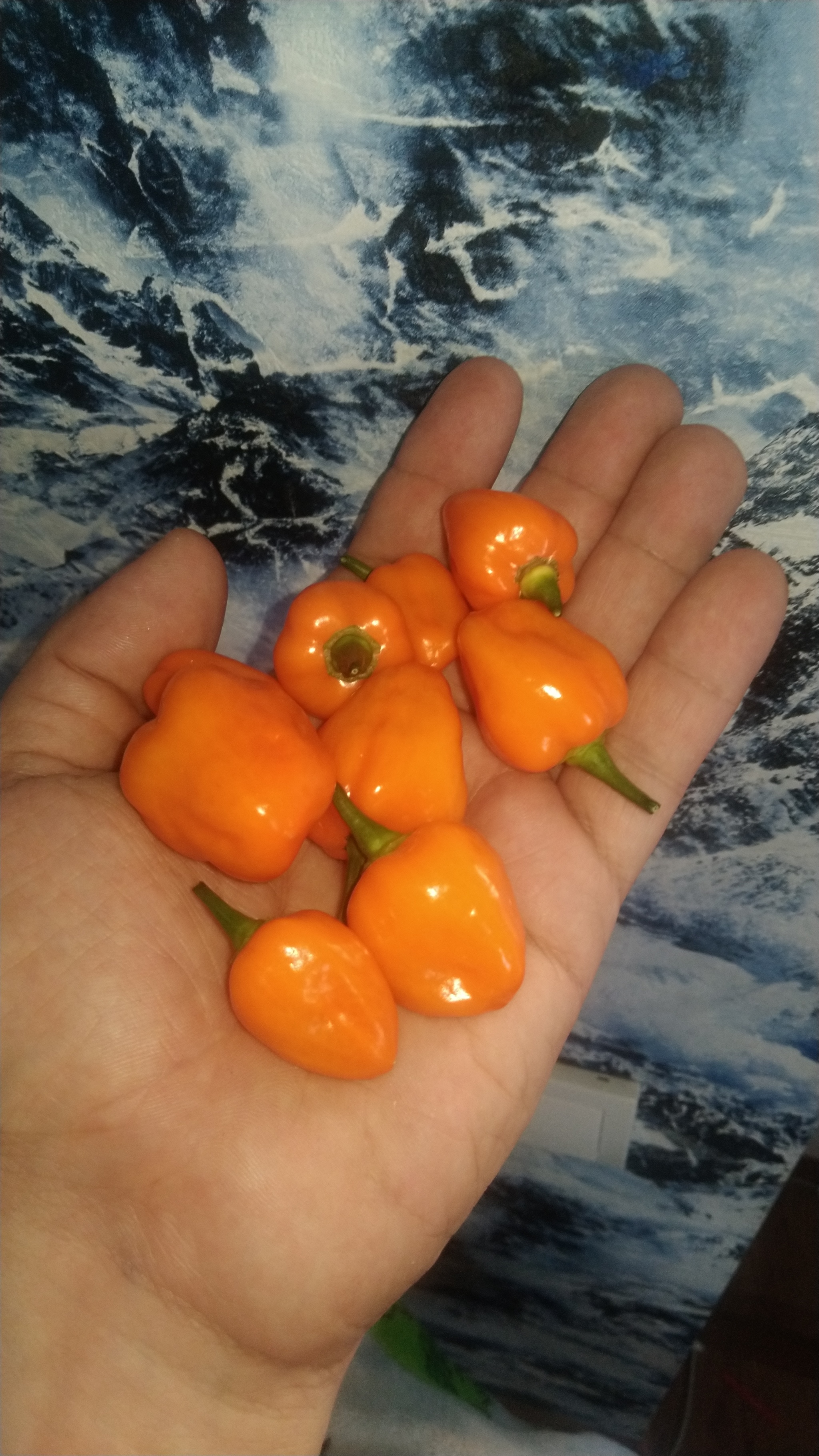 First harvest - My, Habanero, Hot peppers