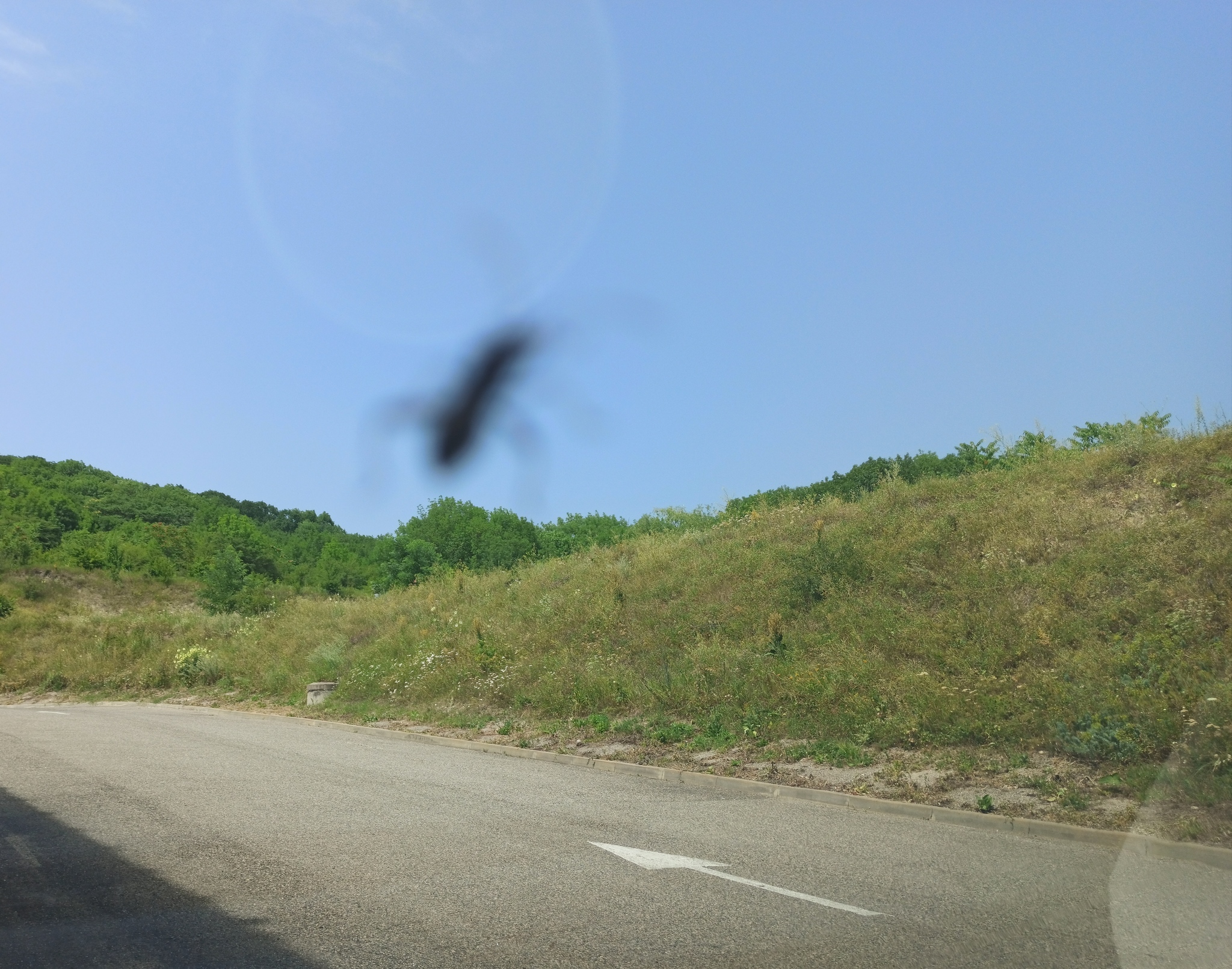 It was something similar. Maybe he'll come in - My, The photo, Images, Pyatigorsk, Insects, Attack