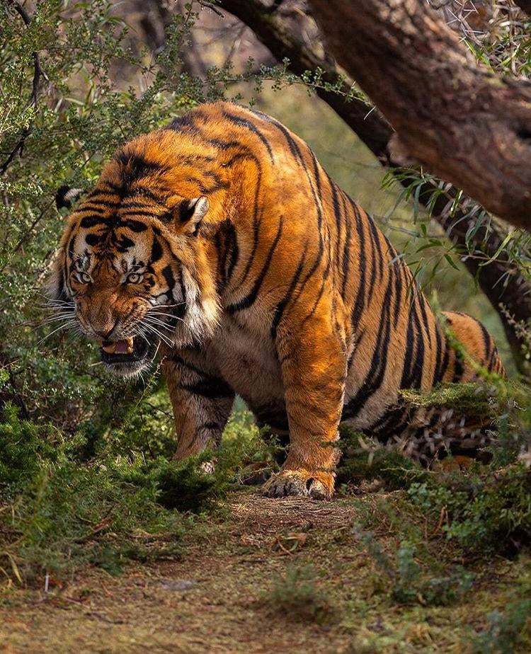 This is the first time I have seen such a terrifying tiger... - Tiger, Anger, Animals, Wild animals, Big cats, The photo