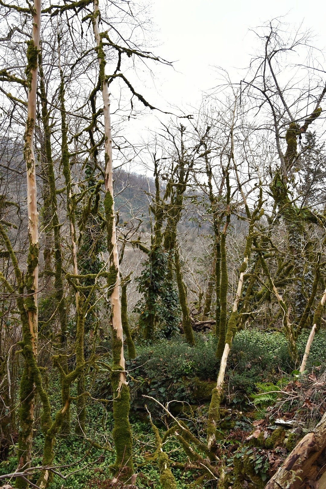 Wild boxwood is dying out... - My, Cat_cat, Story, Ecology, Forest, Extinction, Longpost