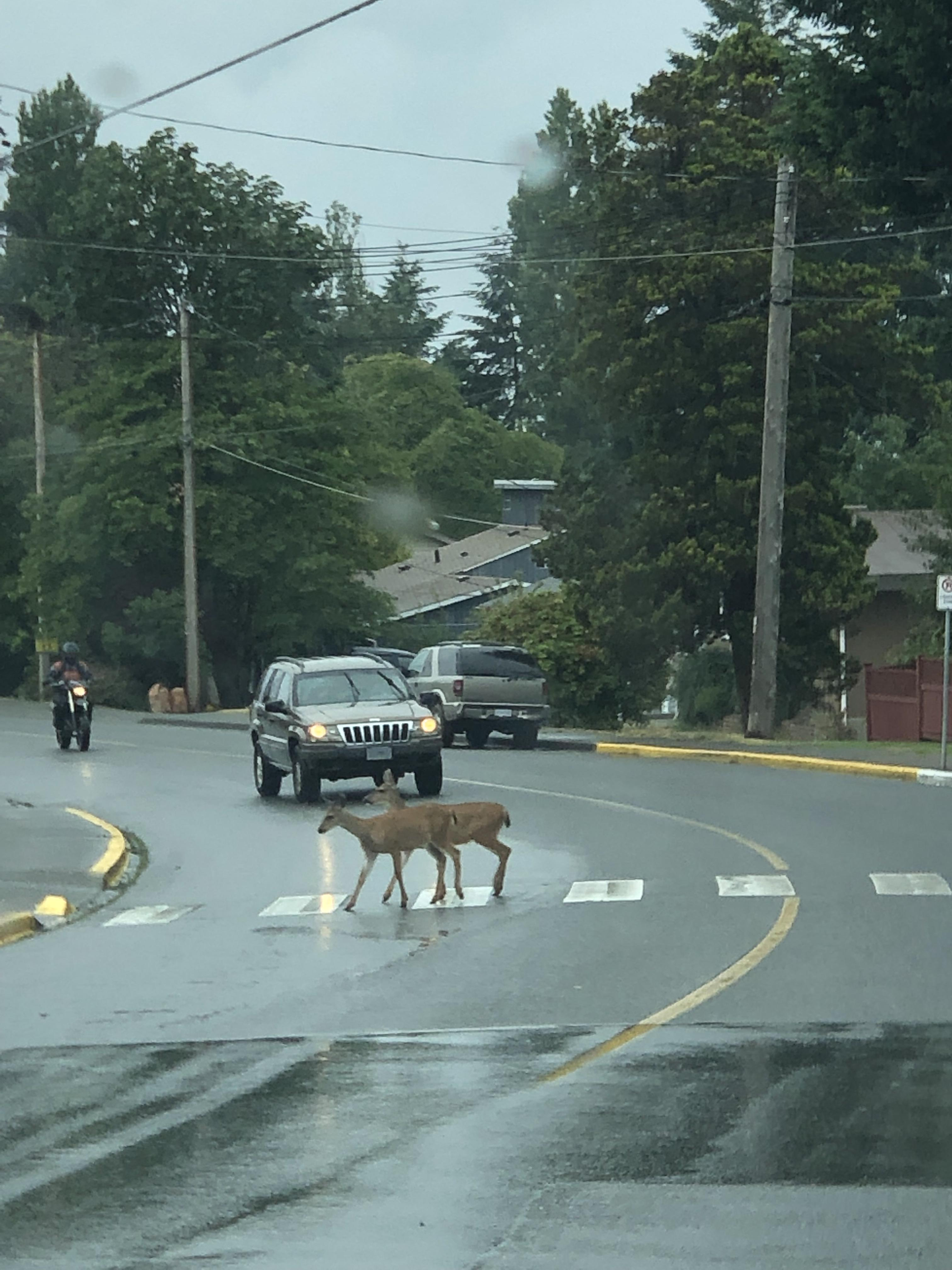 Consequences of globalization: now even deer cross the road at a pedestrian crossing - Crosswalk, Deer, Road, Traffic rules