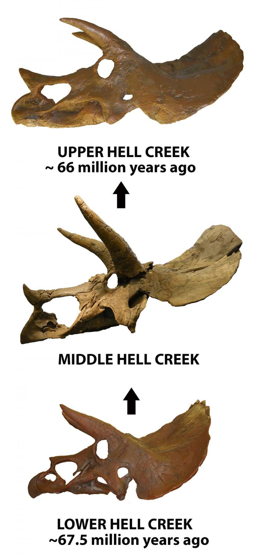 How many dinosaurs were there? - My, Dinosaurs, Paleontology, Statistics, Evolution, The science, Longpost