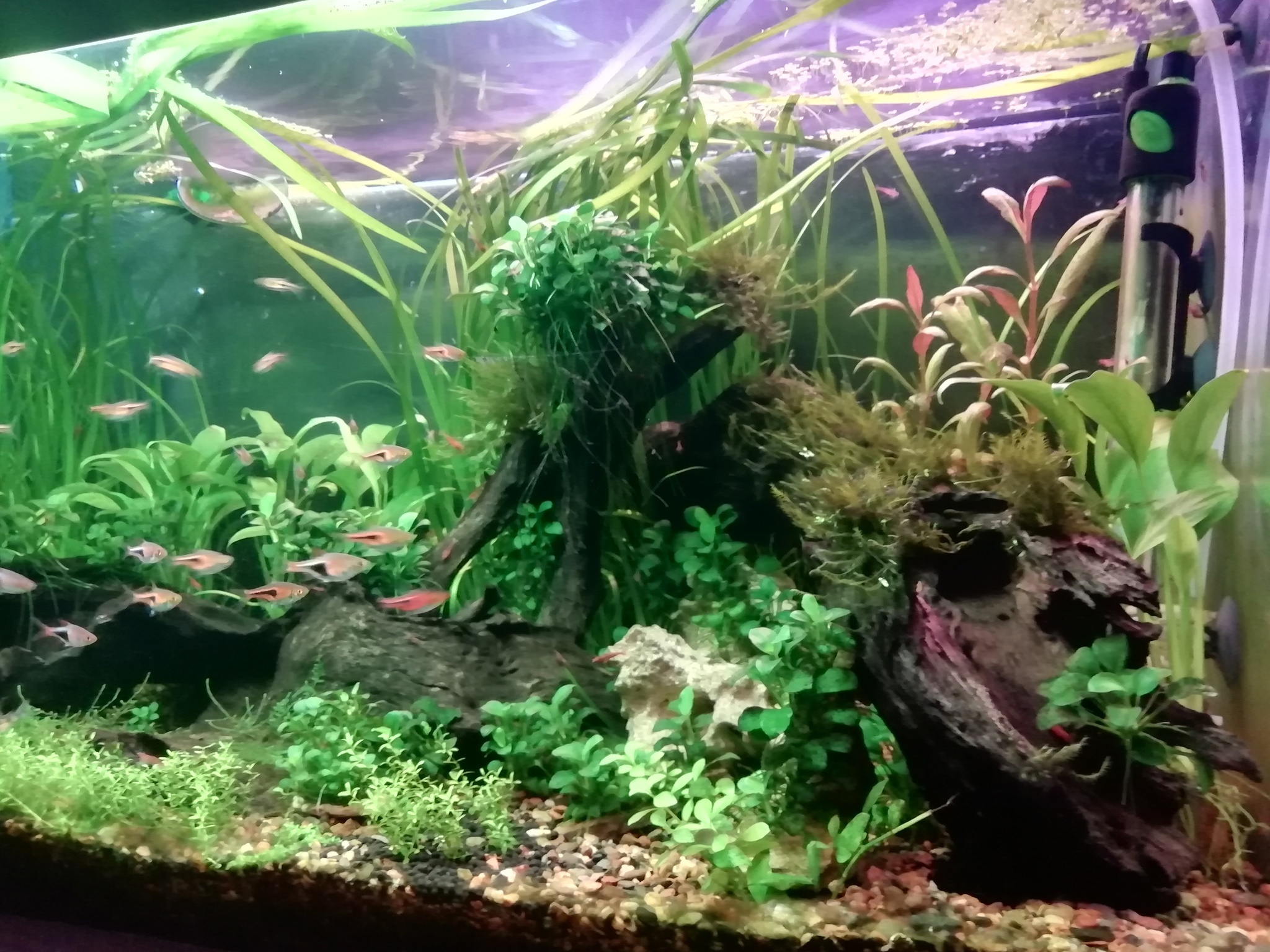 Two aquariums of 150 liters each - My, Aquarium, Aquarium herbalist, Longpost