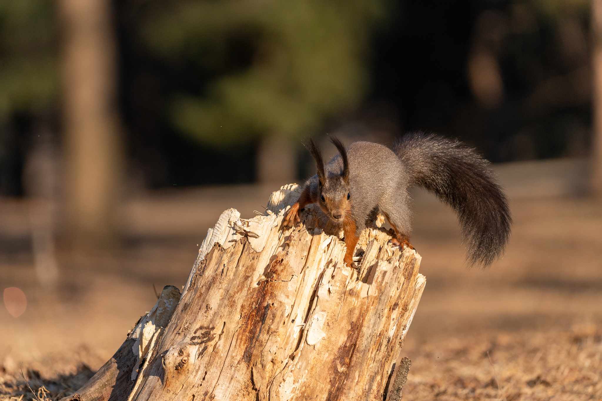 The squirrel condescended to do a photo shoot - My, Squirrel, The photo, Nature, Animals, Beginning photographer, The park, Longpost