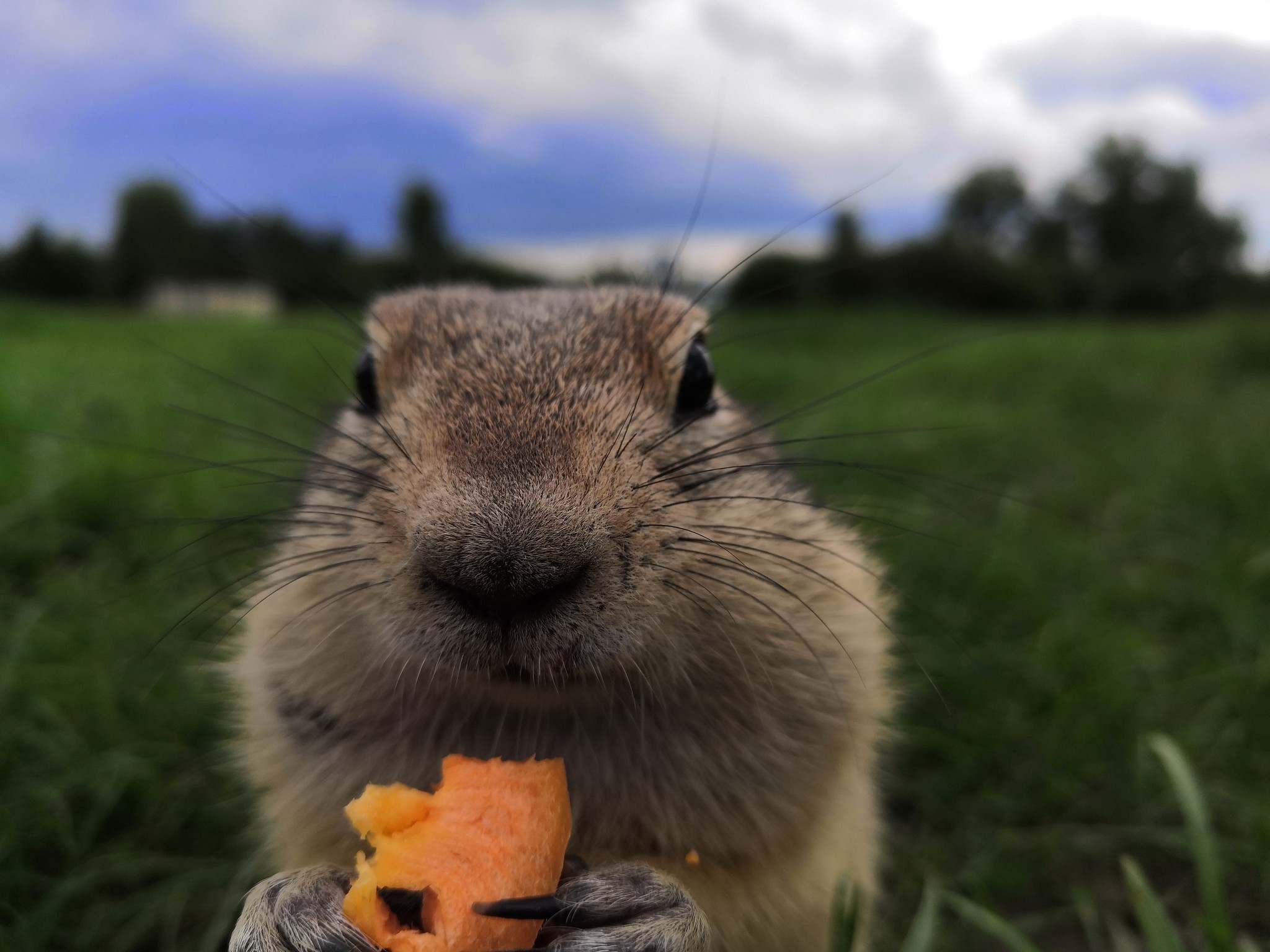 When sitting in the kitchen at 3 am, I thought about life - My, Gopher, Tatyshev Island, Krasnoyarsk, The photo, Animals