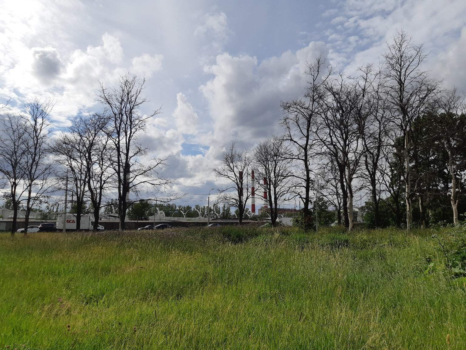 Aviator Park. July 7, 2020. St. Petersburg - My, Aviators' Park, The park, Tree, Pond, Saint Petersburg, The photo, Video, Longpost