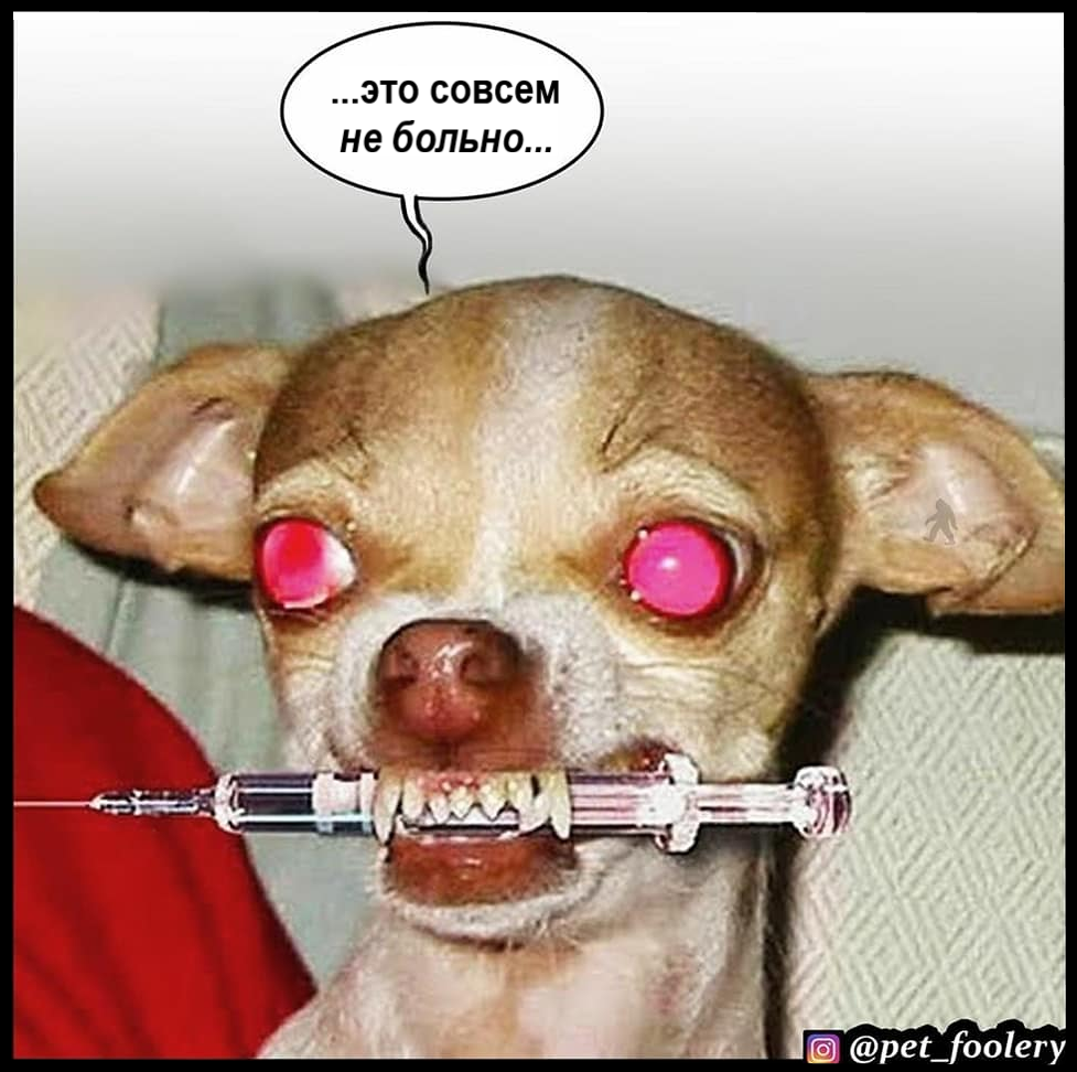 Chihuahua (photo with background) - Comics, Pet foolery, Humor, Vet, Chihuahua, Longpost