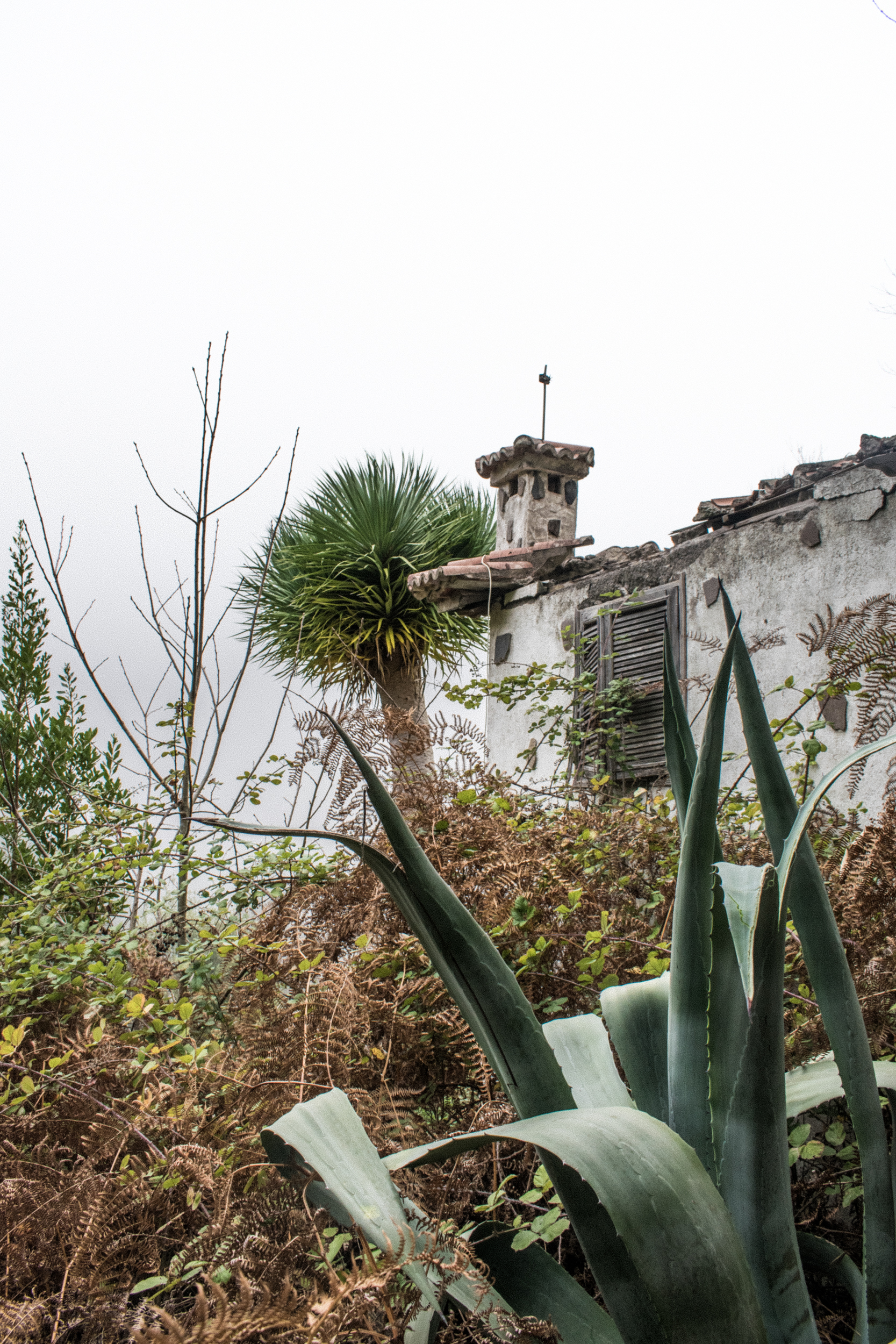 Canary Islands - My, Nikon d5300, Sigma 17-50, The photo, Nature, Travels, National park, Moss, Longpost