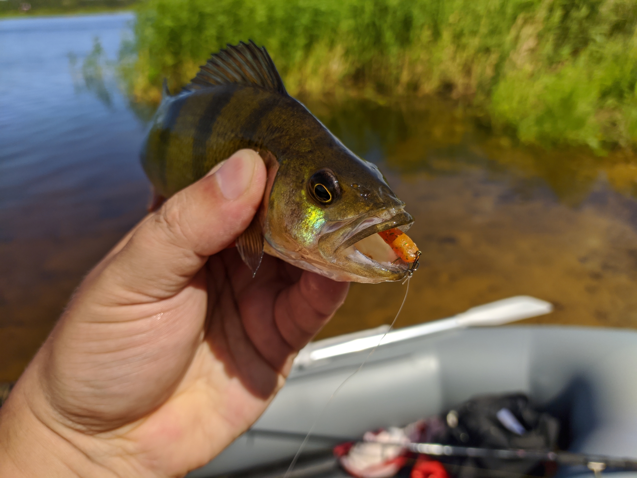 Fishing, perch, nature - My, Fishing, Perch, Nature, Longpost