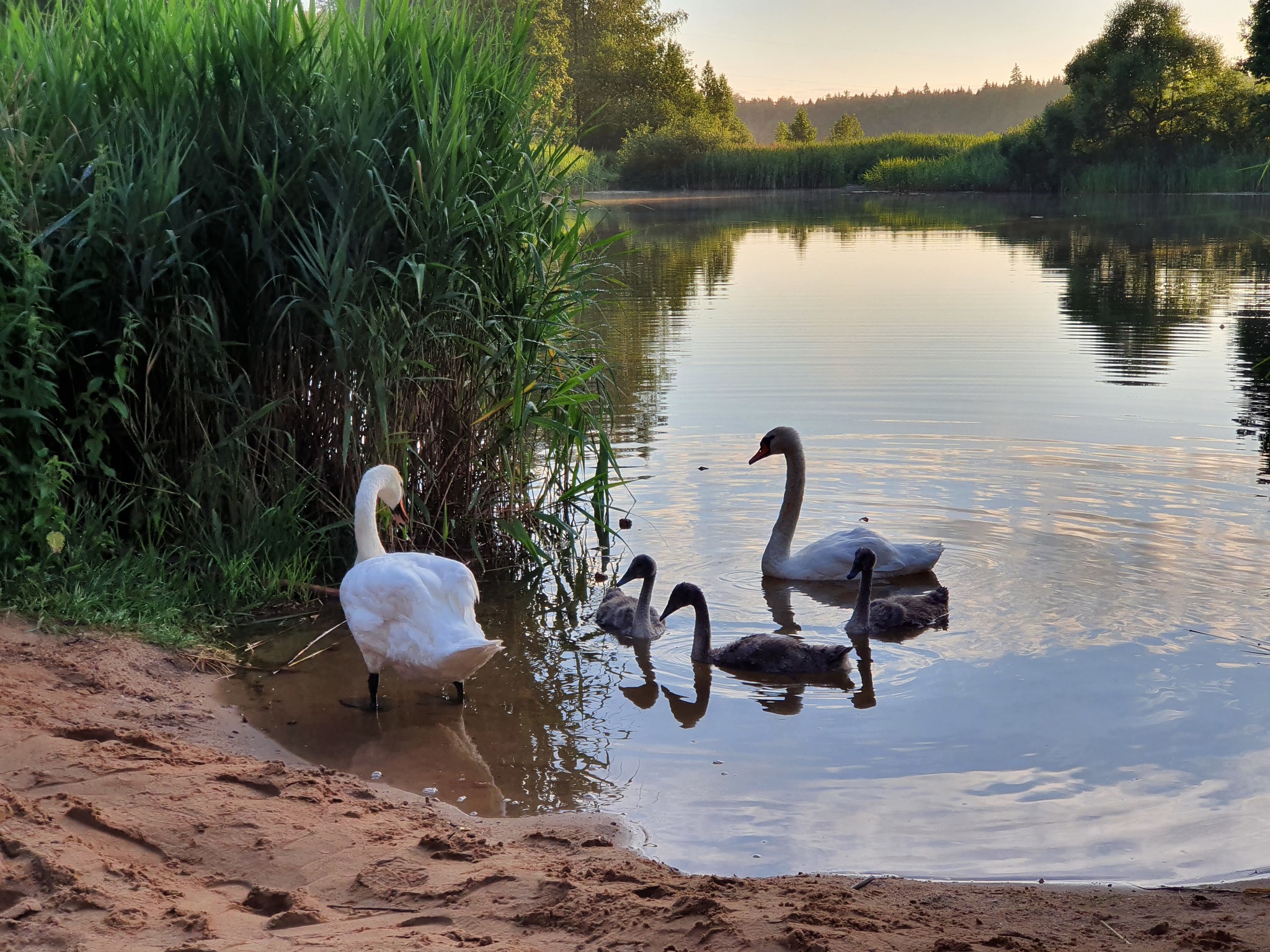 Sunset over the lake - My, Republic of Belarus, Nature, Swans, Sunset, Longpost