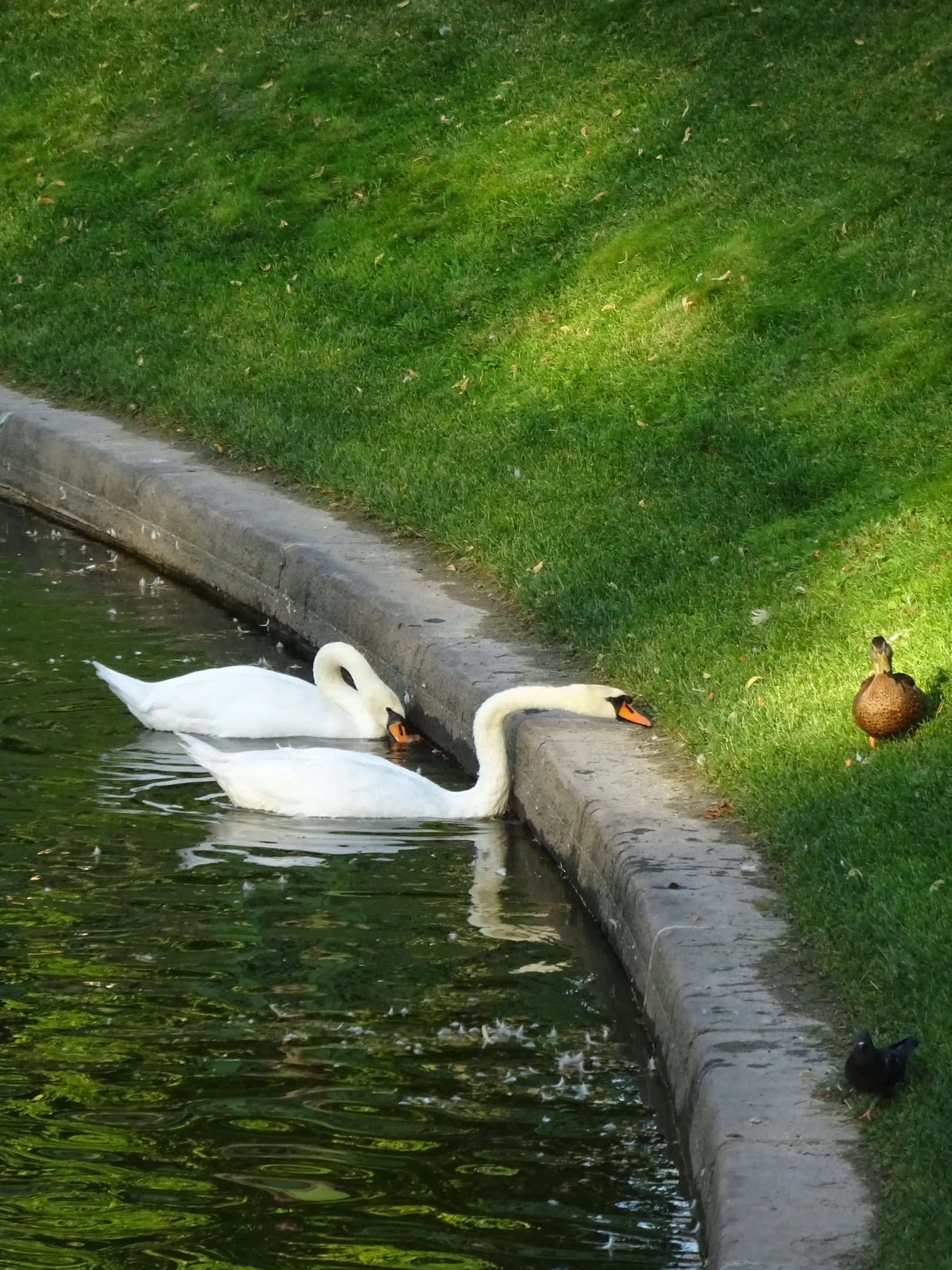 Swans, duck and dove - My, Saint Petersburg, The photo, Swans, Duck, Pigeon, Birds