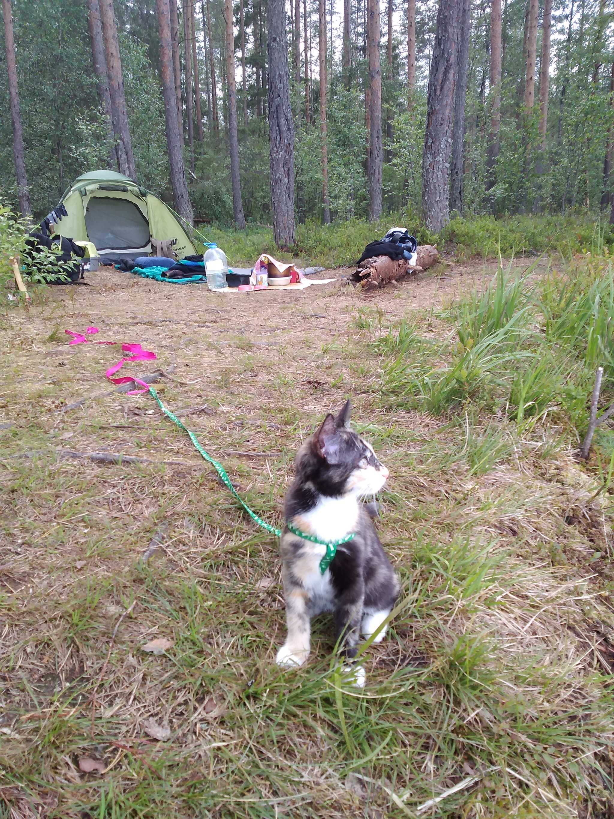 Ashley on a hike - My, Tricolor cat, Hike, Longpost, cat