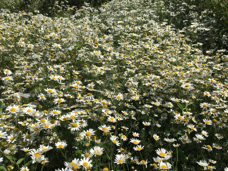 Chamomile Sea - My, The photo, Chamomile, Flowers, Nature, Longpost