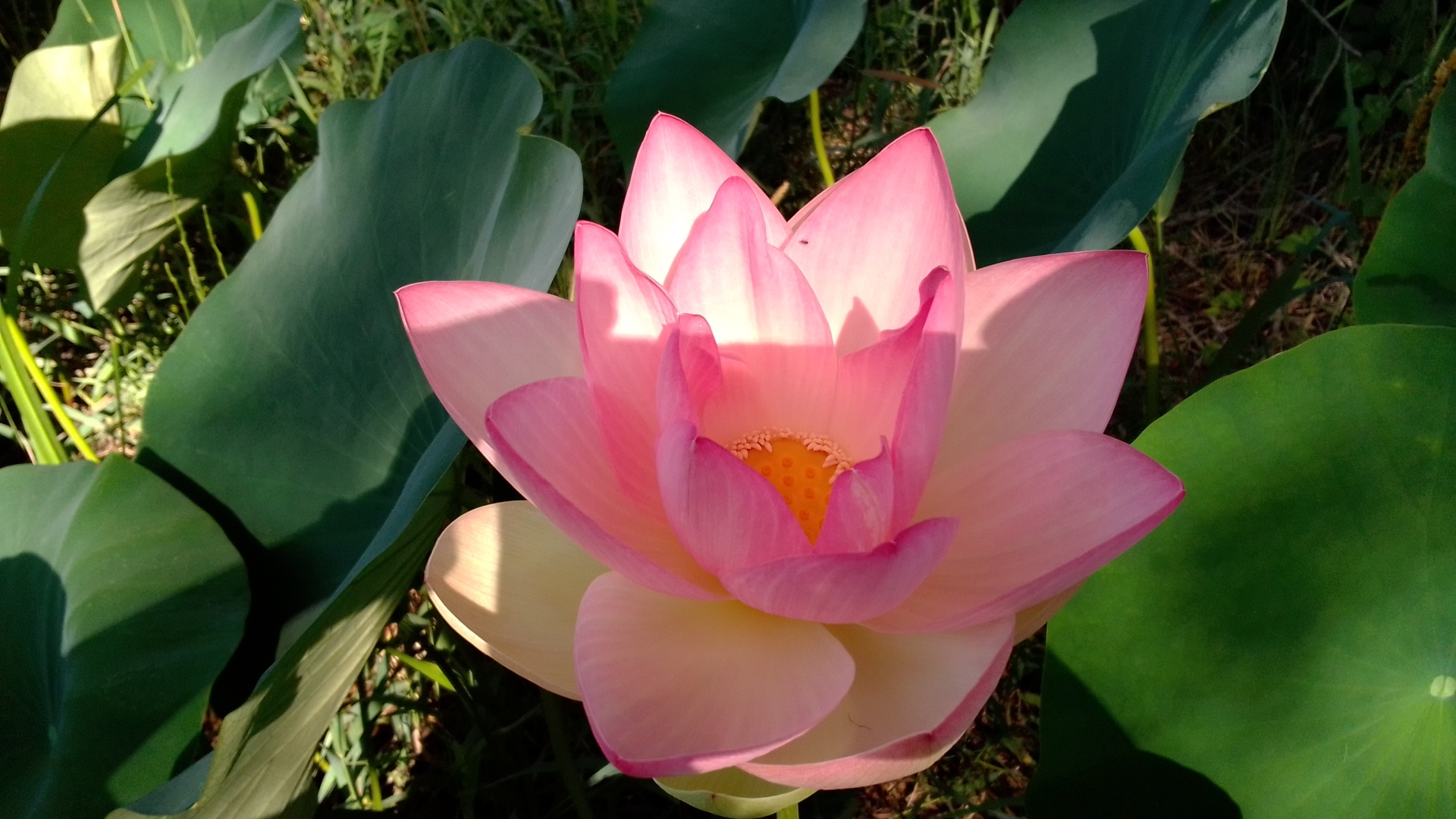 Lotuses - My, lotus lake, Lake, Longpost, Lotus, Flowers