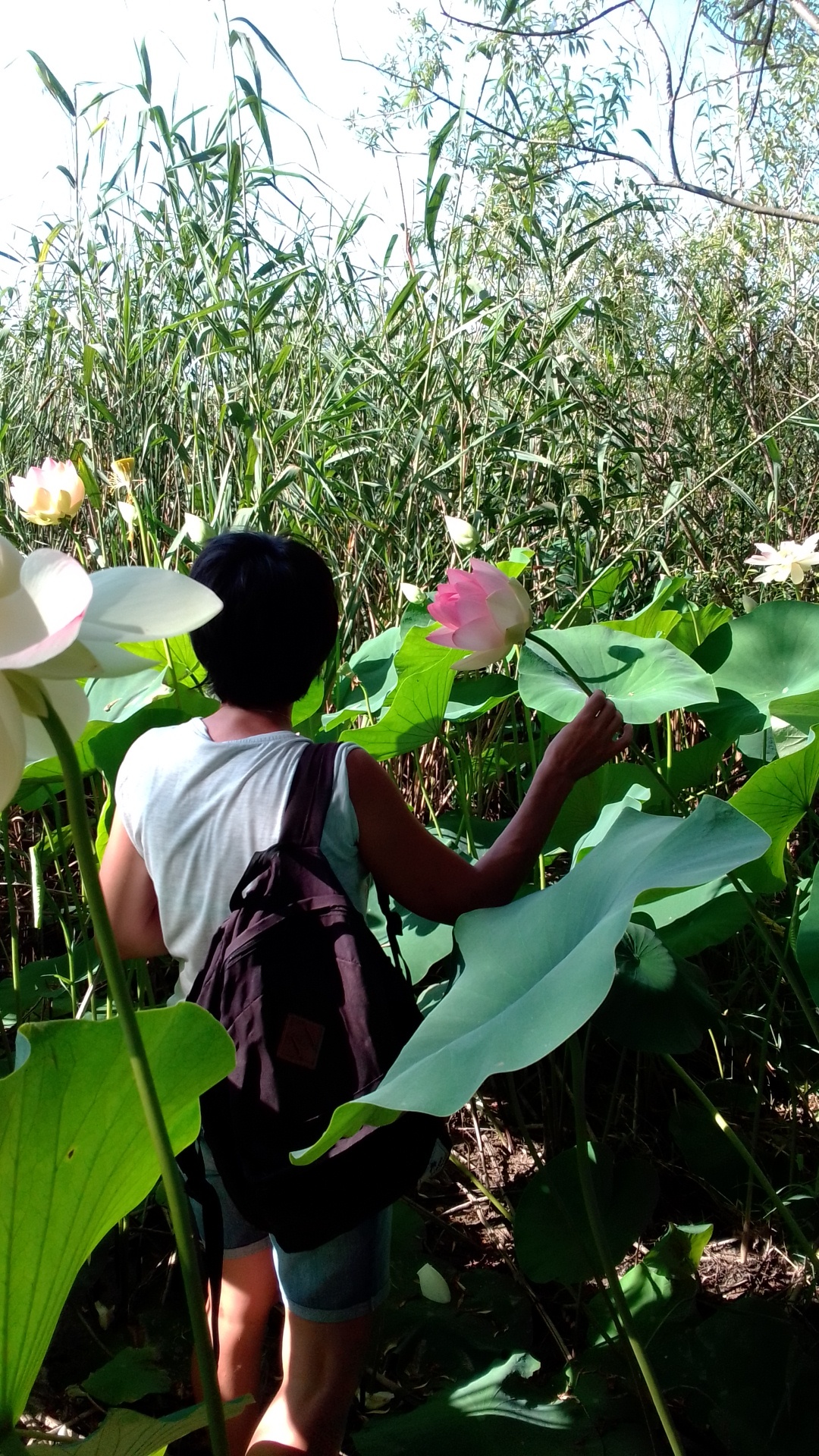 Lotuses - My, lotus lake, Lake, Longpost, Lotus, Flowers