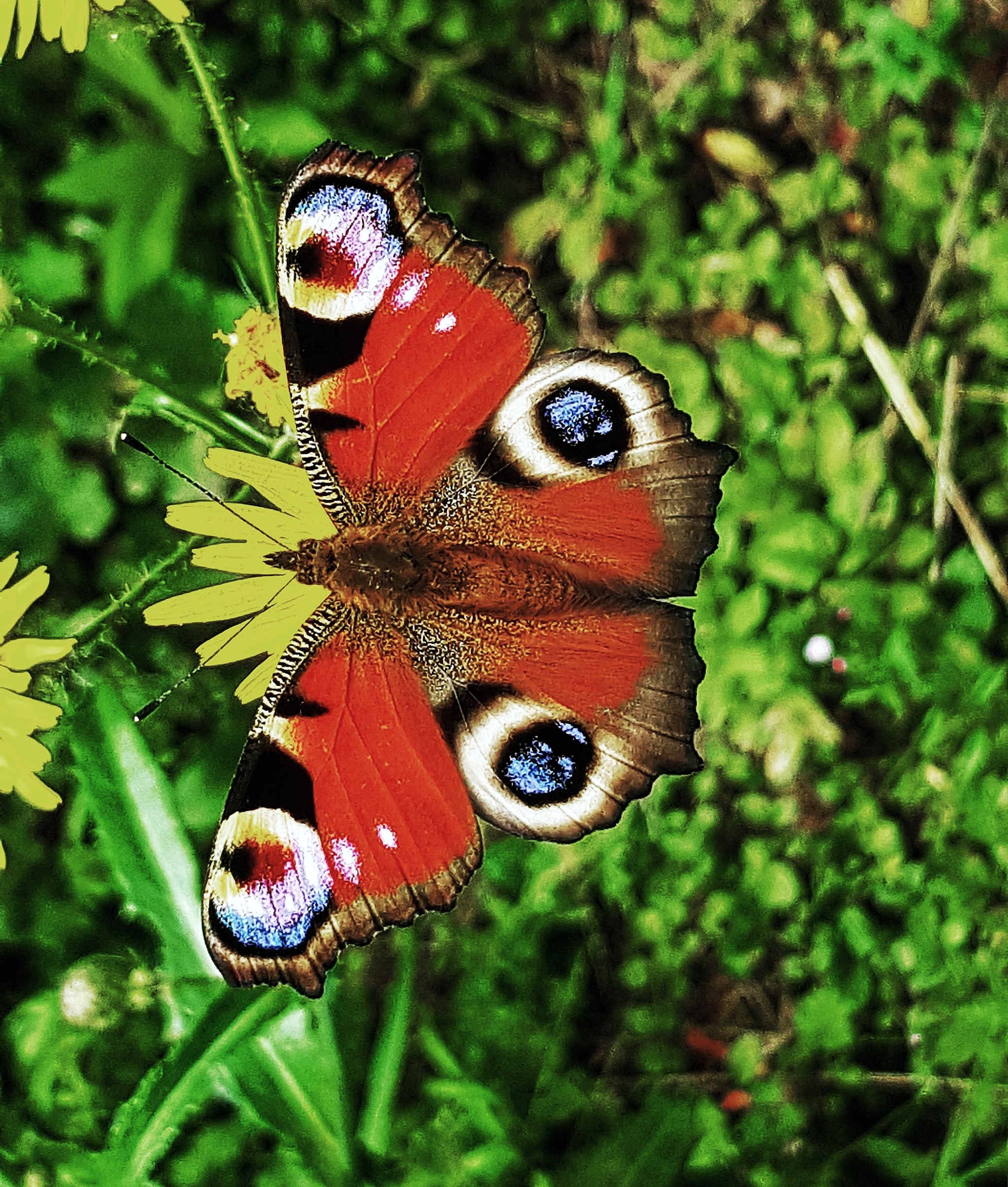 Before the rain - My, The clouds, Summer, Rainbow, Butterfly, Longpost, The photo