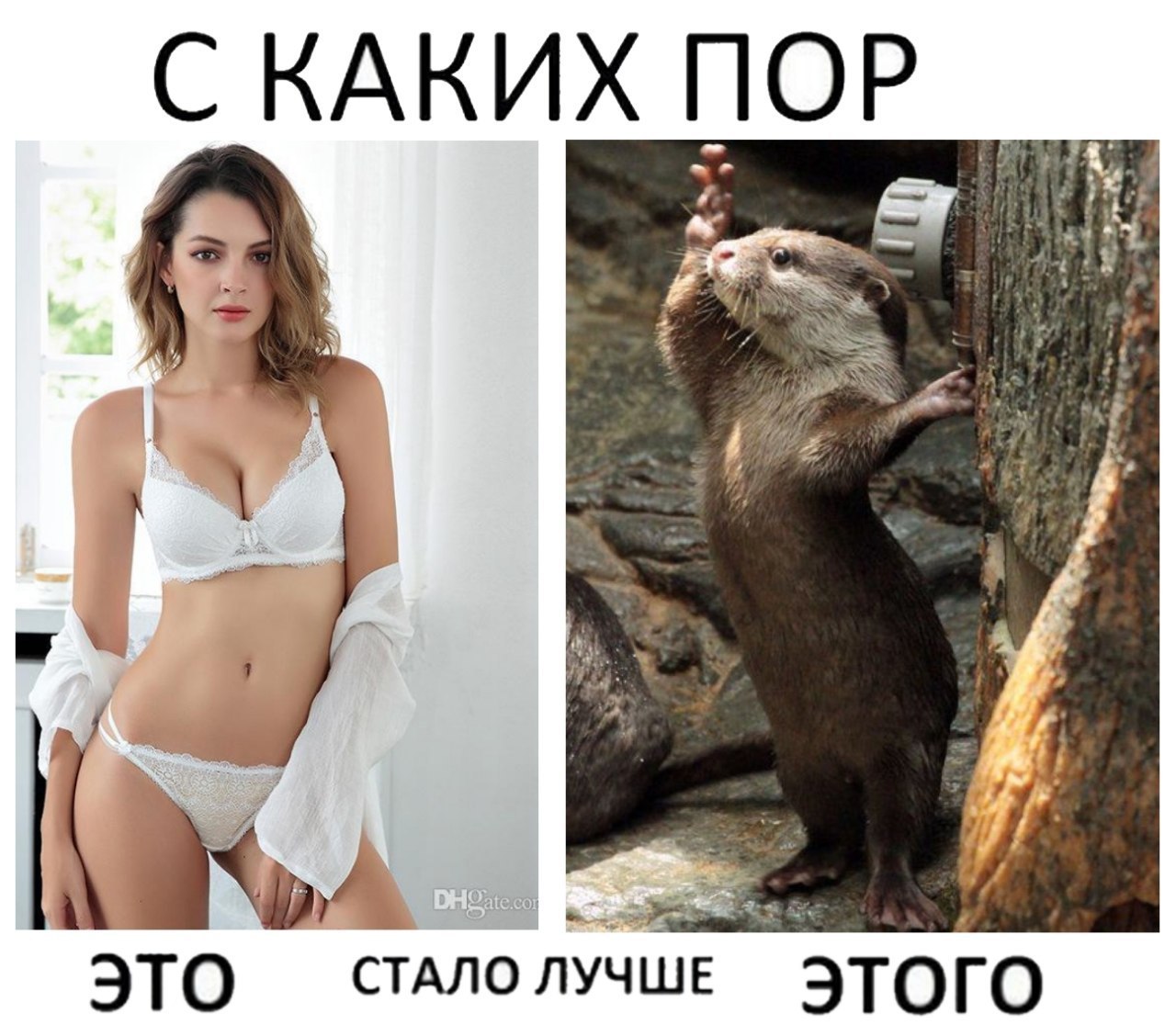 Любите животных - Фотография, Картинка с текстом, Девушки, Выдра