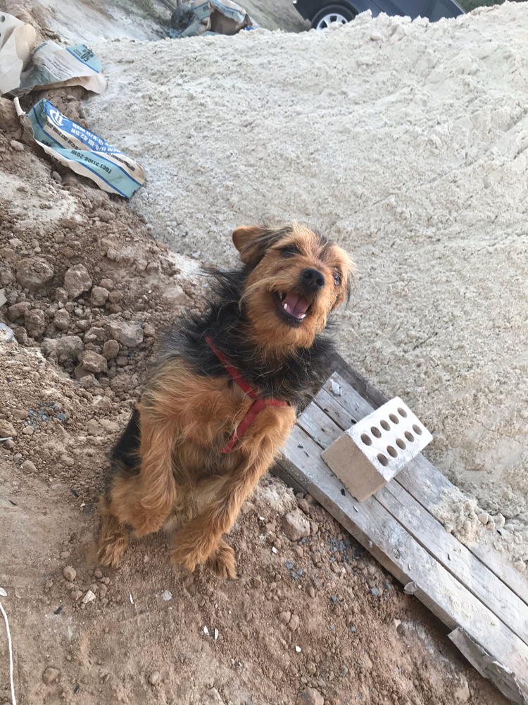 Friendly neighbor - My, Neighbours, Dog, Building, Friend, Animals, Pets, Longpost