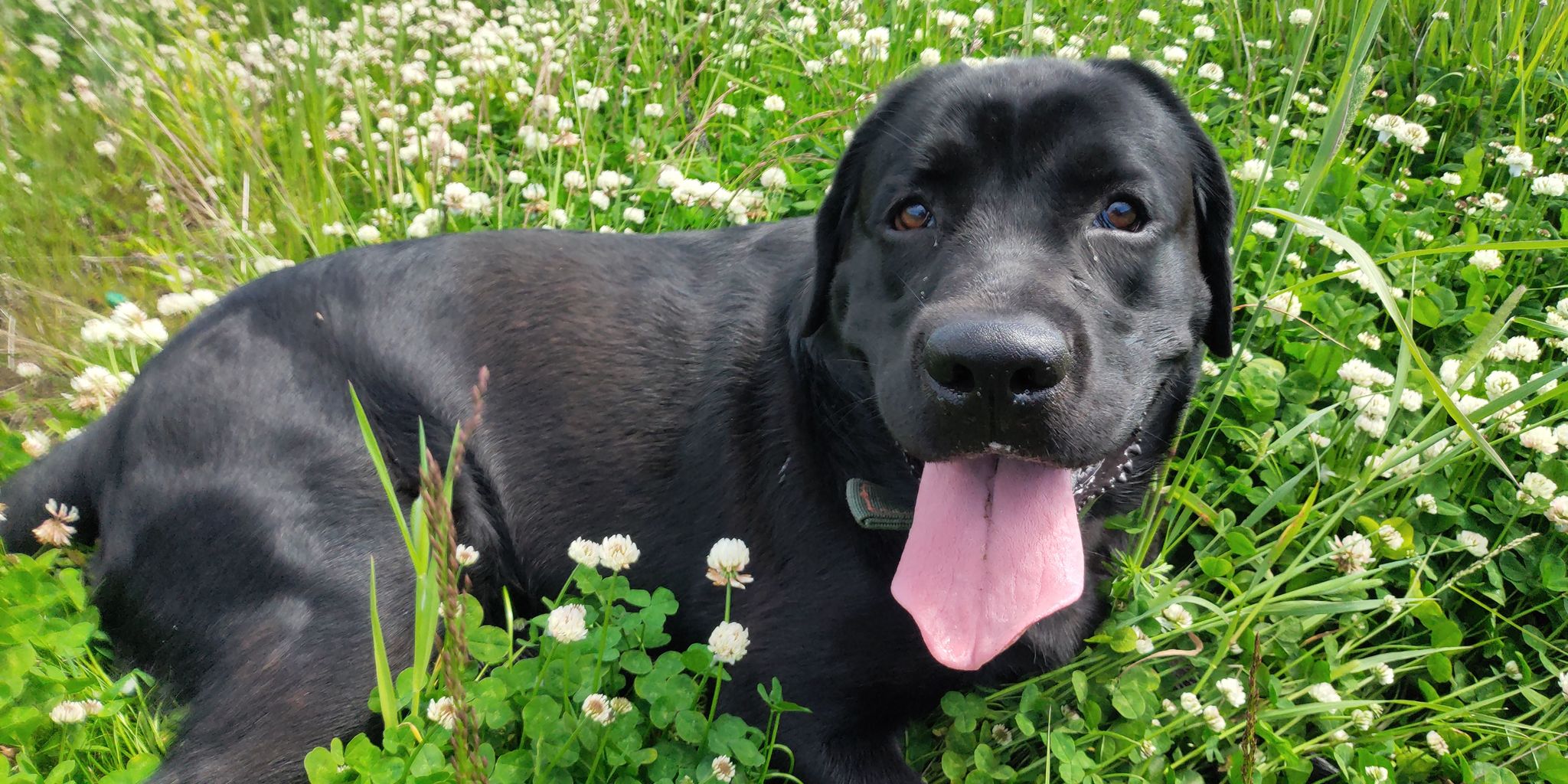 Labre in clover - My, Dog, Summer, Labrador