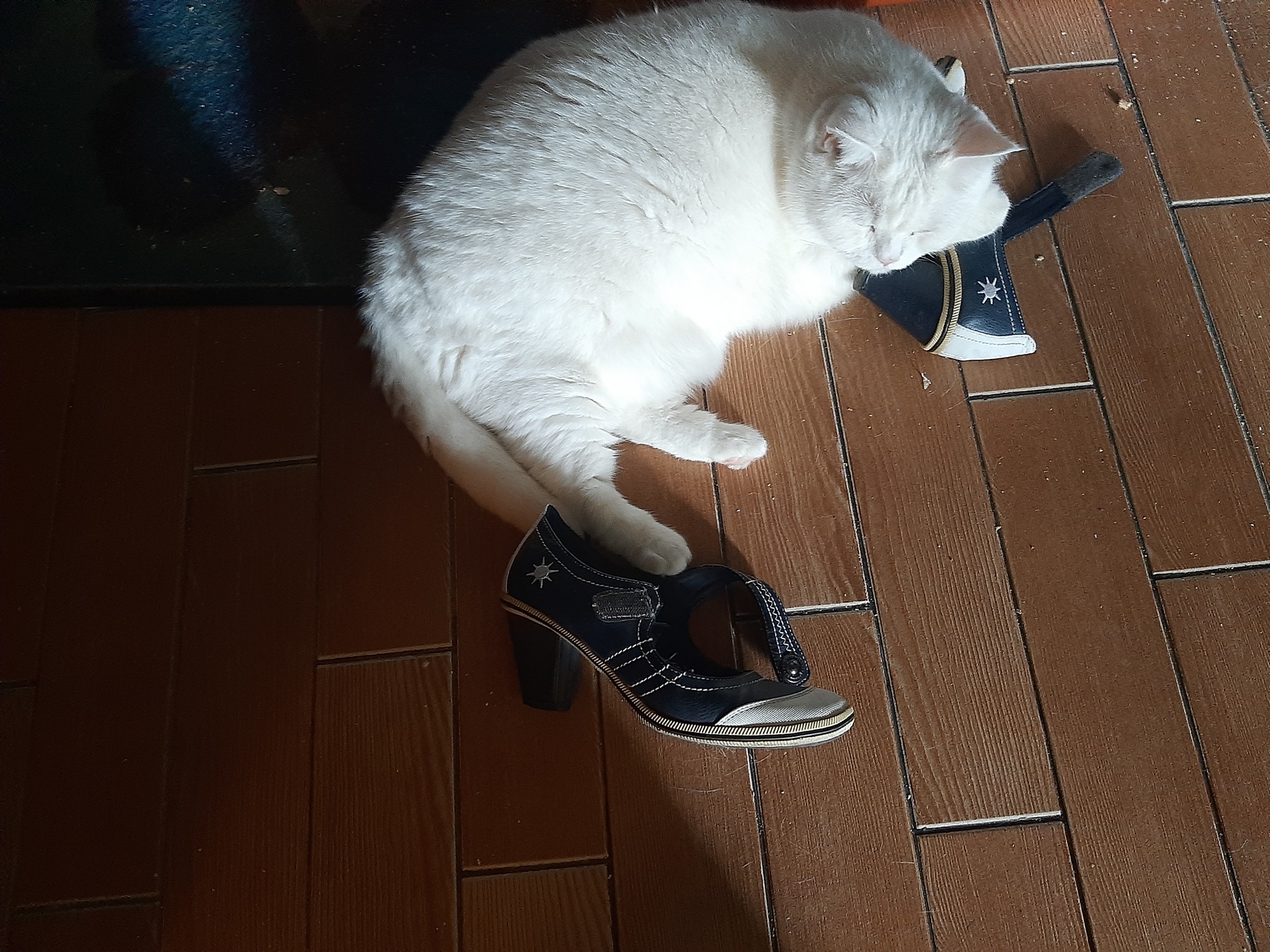 Basilio - My, cat, Shoes, Photo on sneaker, British cat