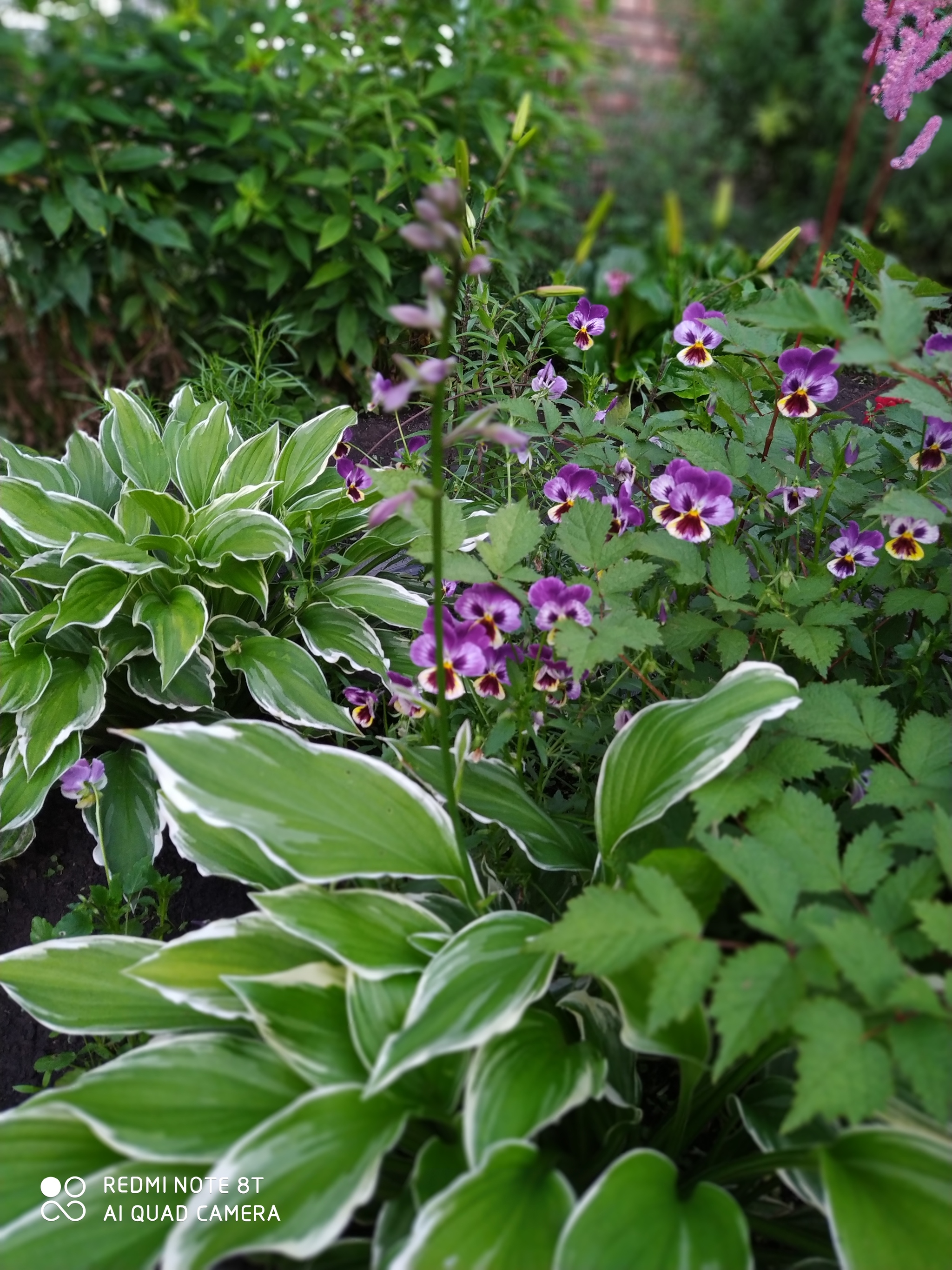 Flowers for the studio 2 - My, Astilba, Host, Saffron, Daylily, Phlox, Spirea, Snapdragon, Dacha, Longpost