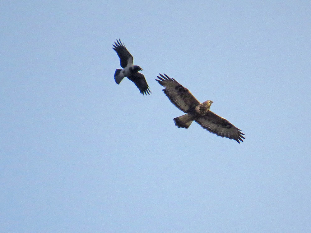 Crow against everyone - My, Crow, Birds, Hobby, Nature, Ornithology, Photo hunting, Video, Longpost