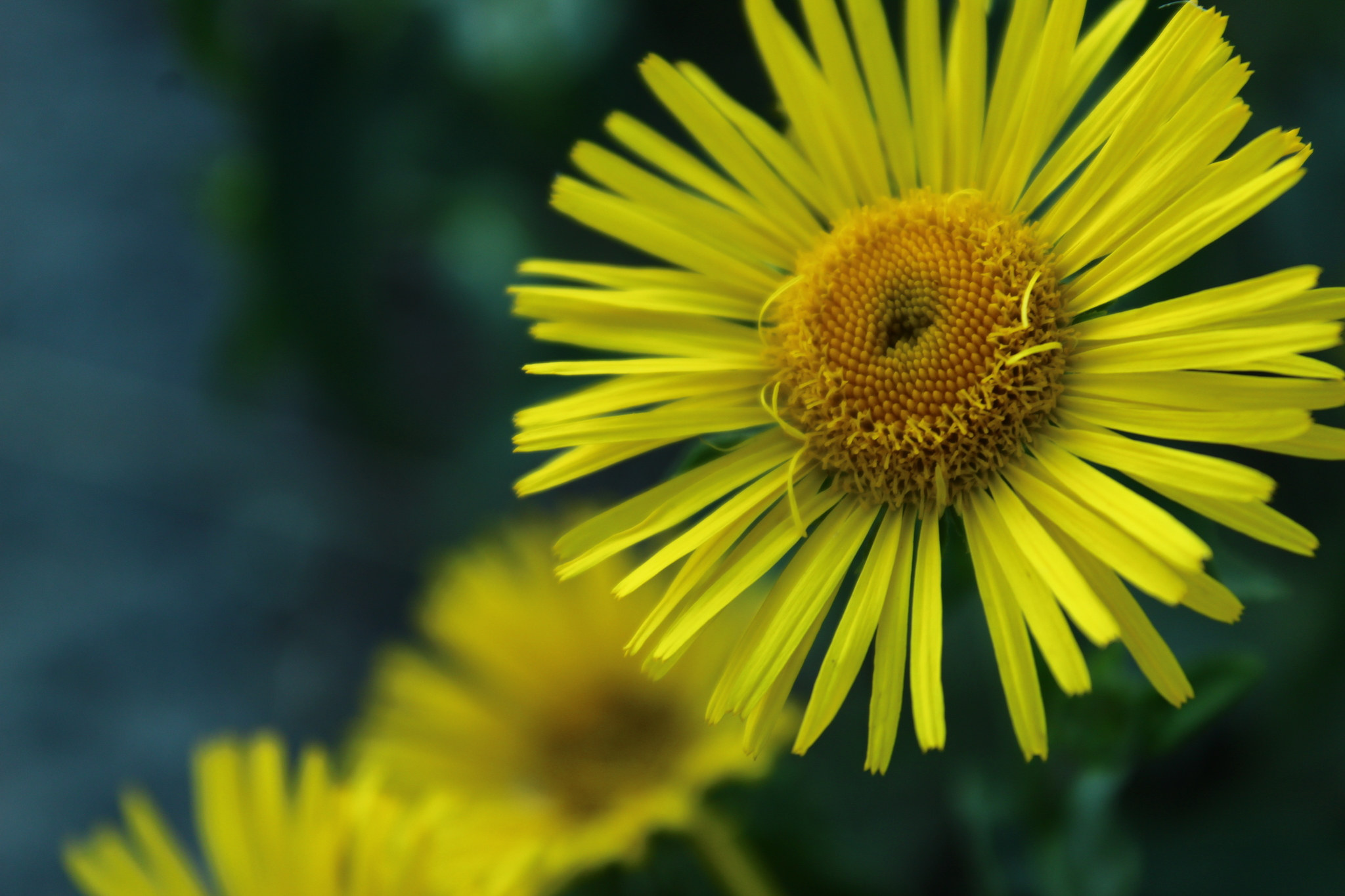 Photo - My, The photo, Beginning photographer, Plants, Flowers, Insects, Clouds, Longpost