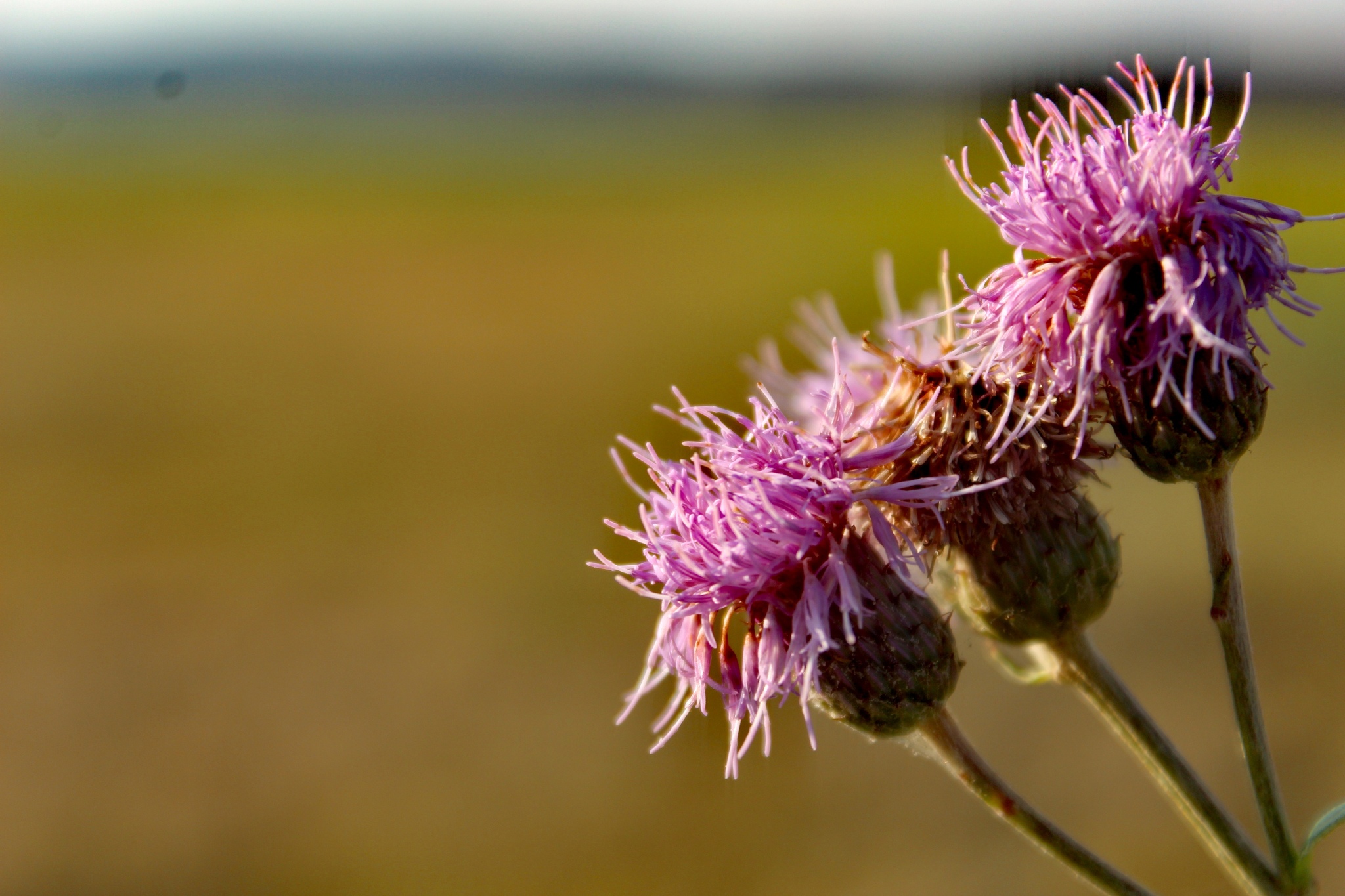 Photo - My, The photo, Beginning photographer, Plants, Flowers, Insects, Clouds, Longpost