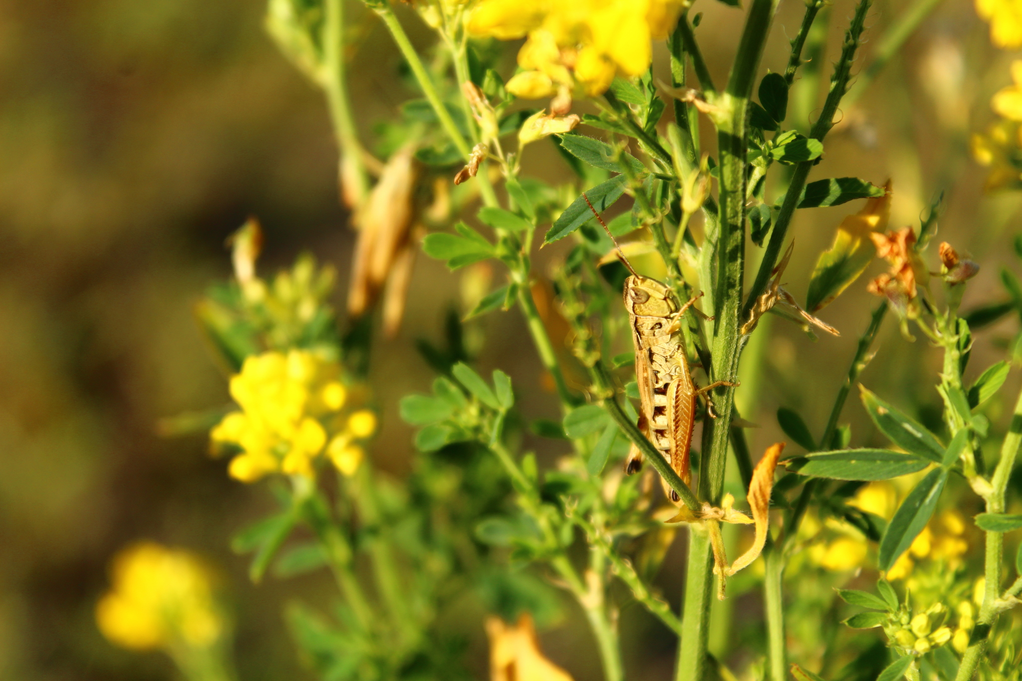 Photo - My, The photo, Beginning photographer, Plants, Flowers, Insects, Clouds, Longpost