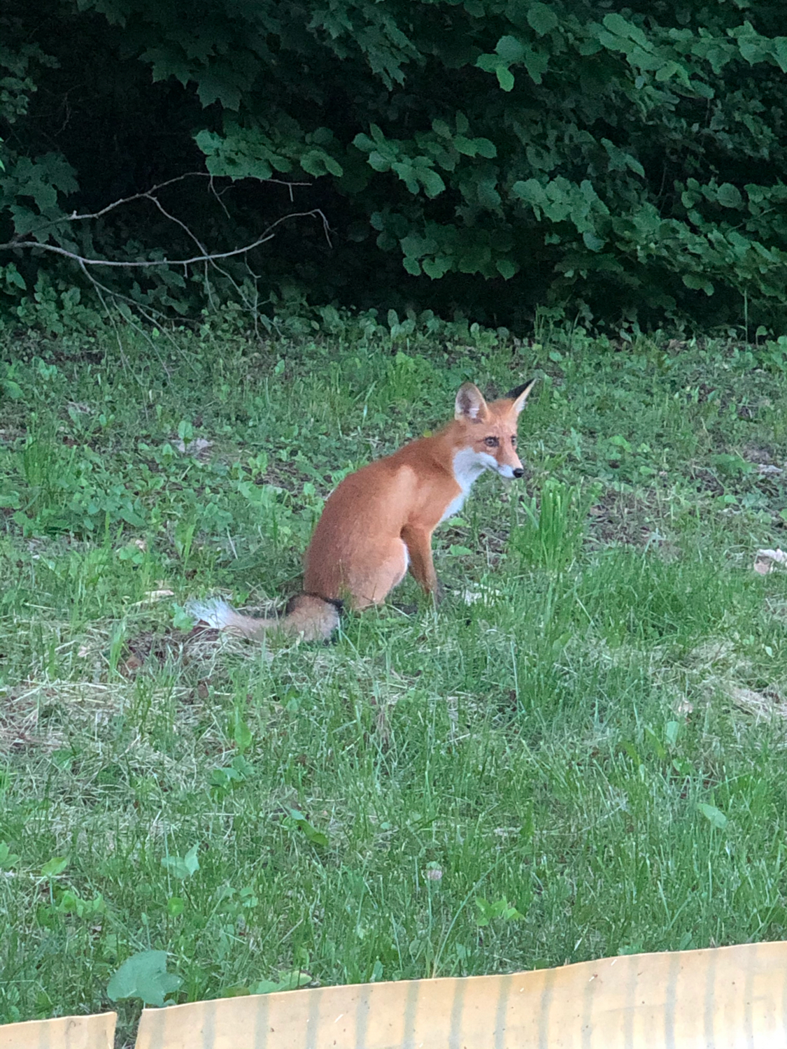 Unexpected meeting - My, Fox, Botanical Garden